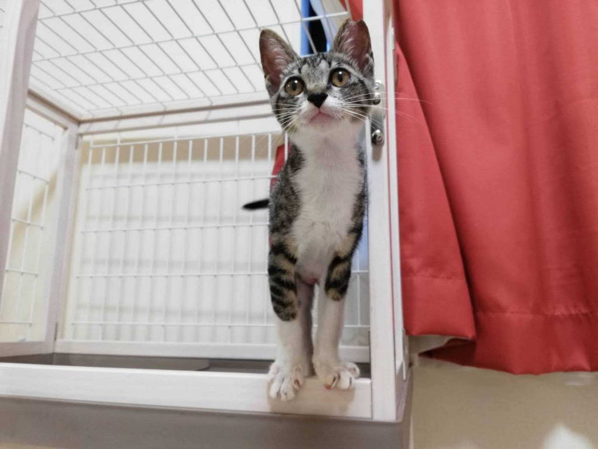 雑種（ミックス猫）・メスの里親募集の写真