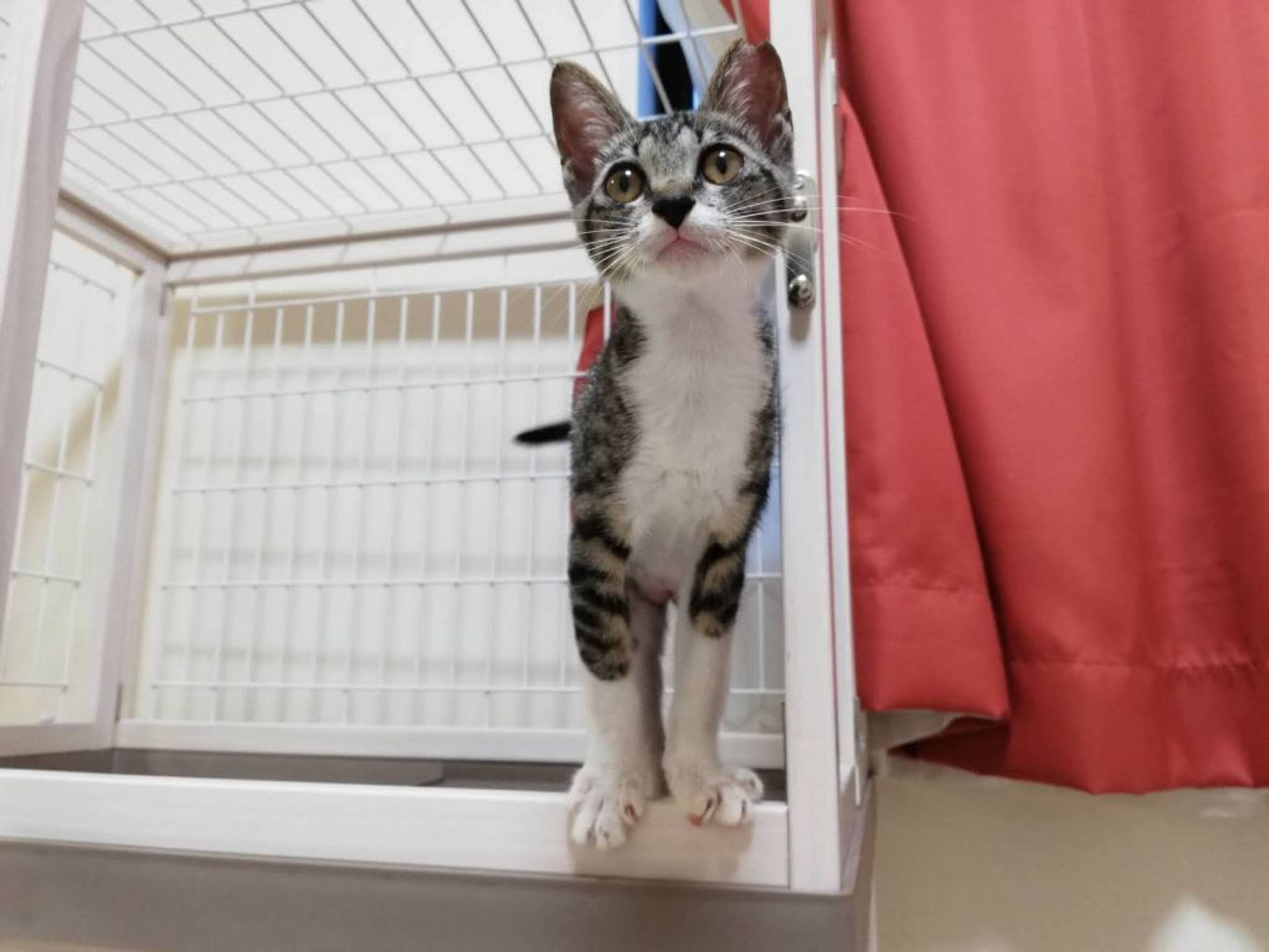 雑種（ミックス猫）・メスの里親募集の写真