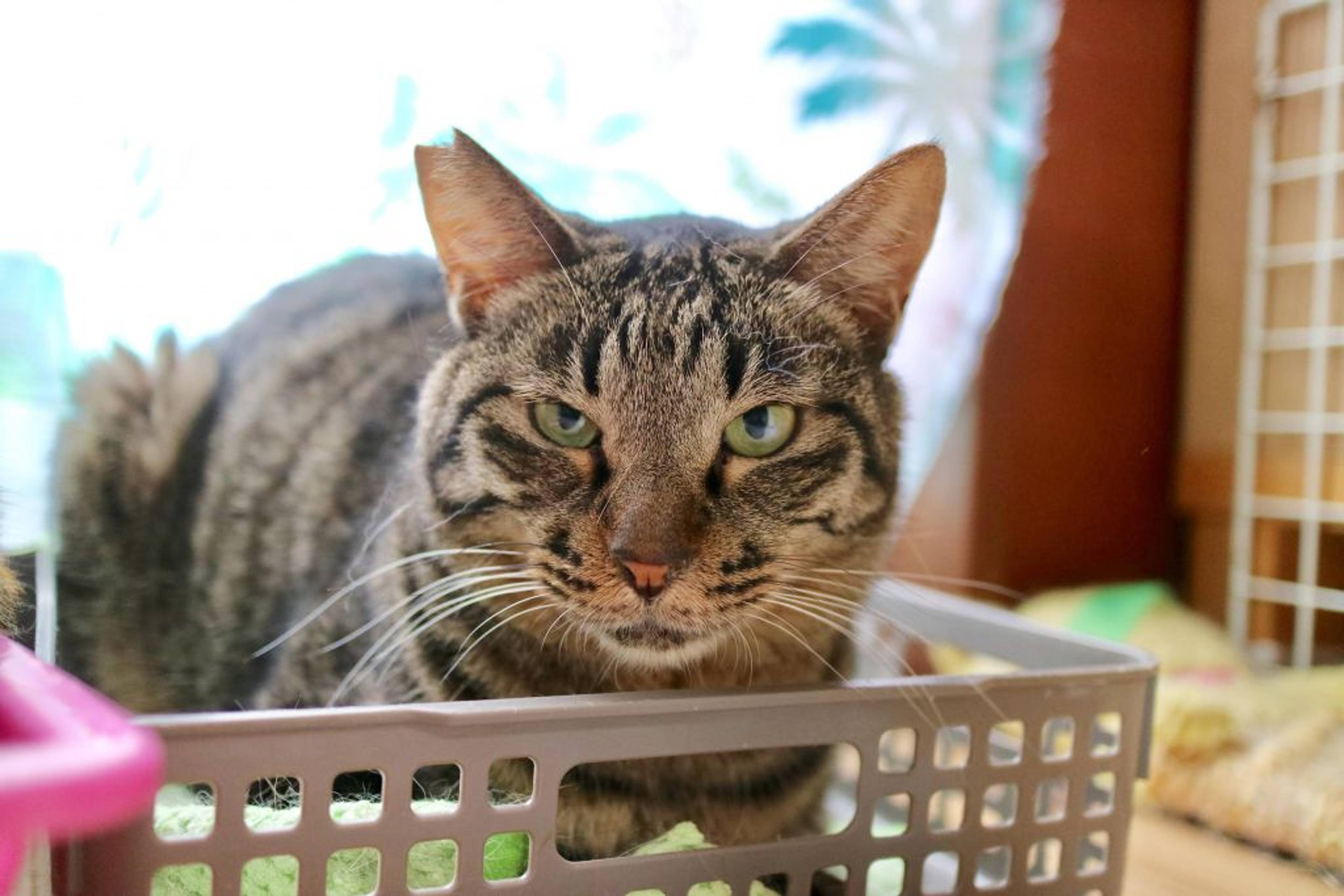 雑種（ミックス猫）・オスの里親募集の写真