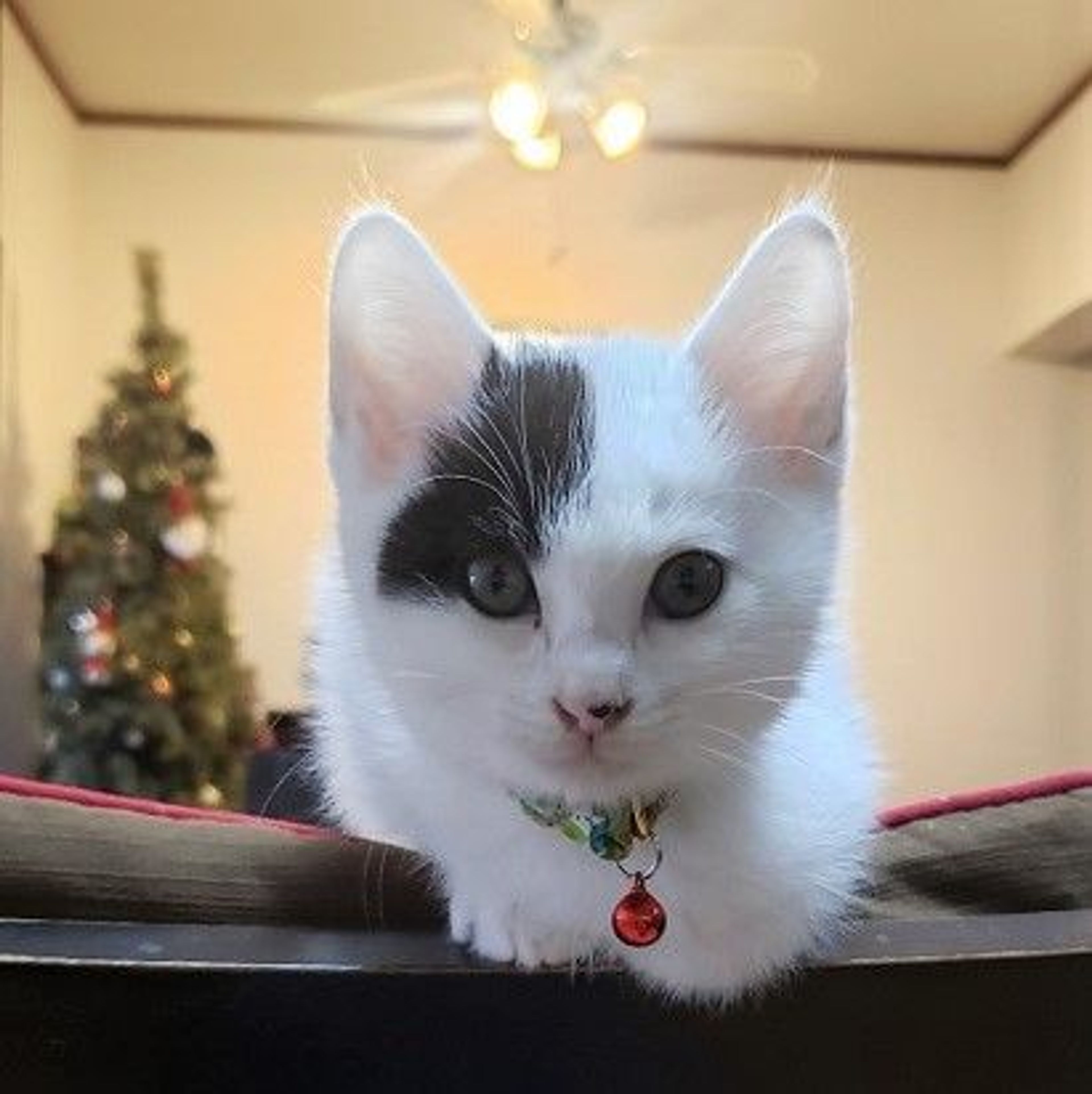 雑種（ミックス猫）・オスの里親募集の写真