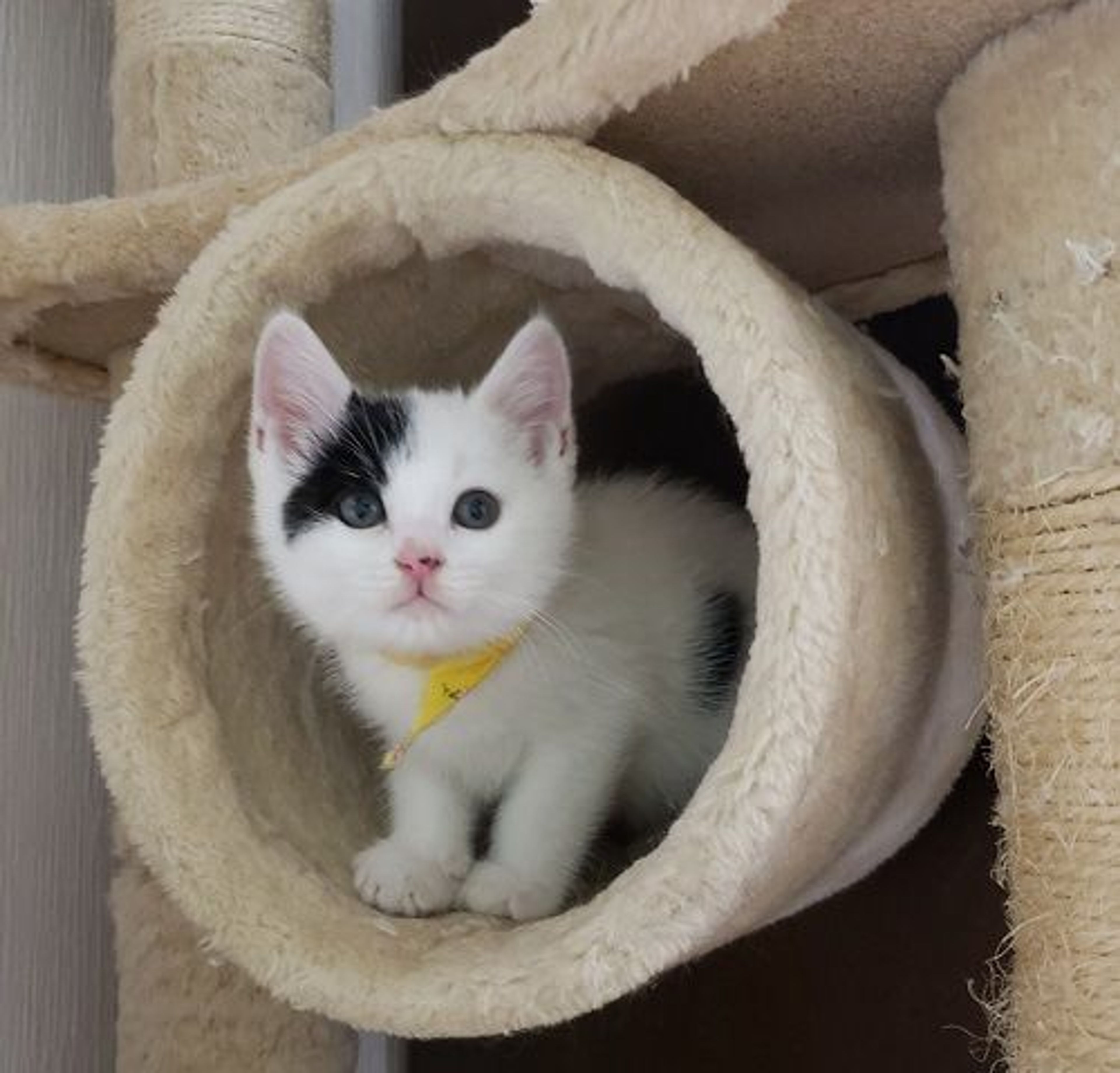 pet-image-2
