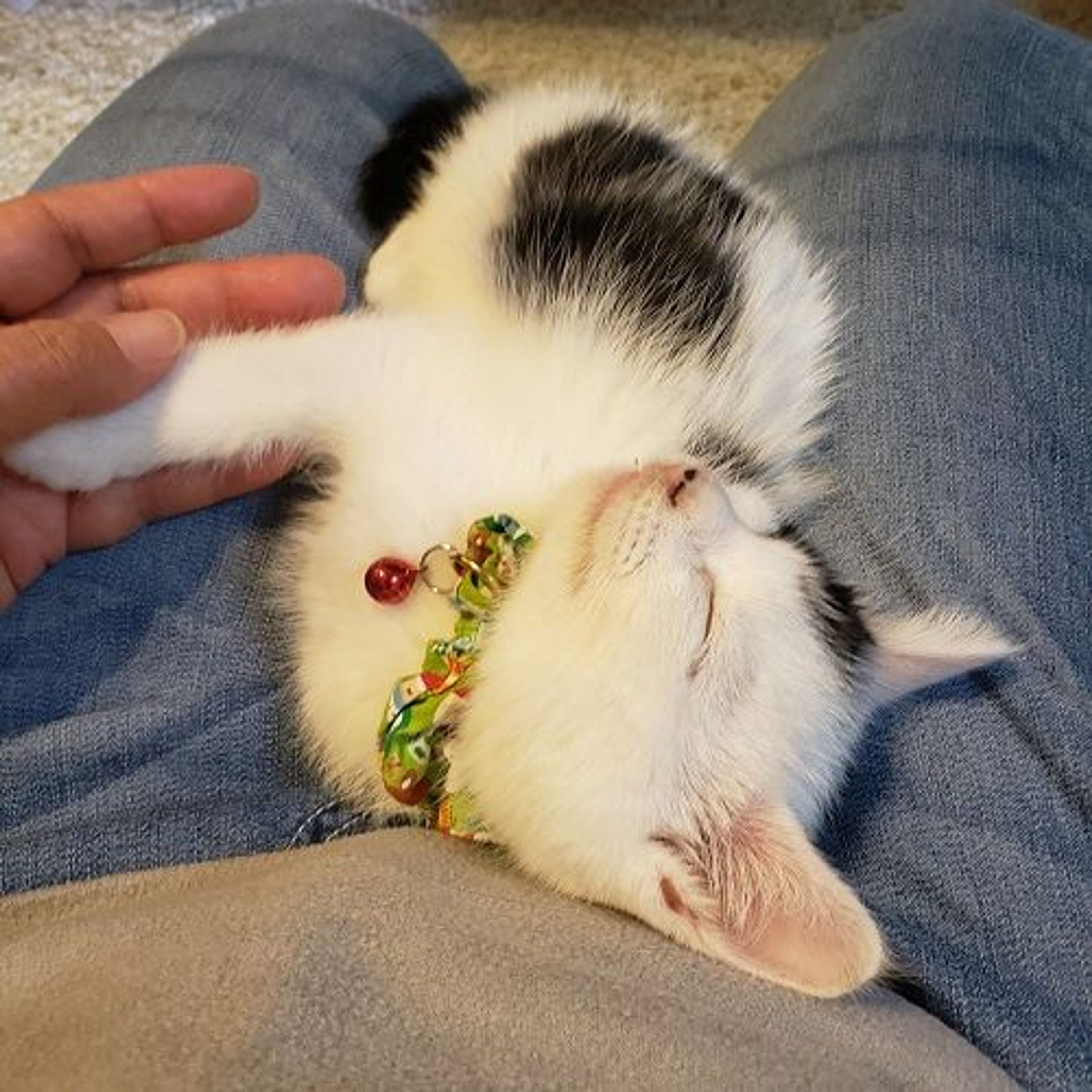 pet-image-3