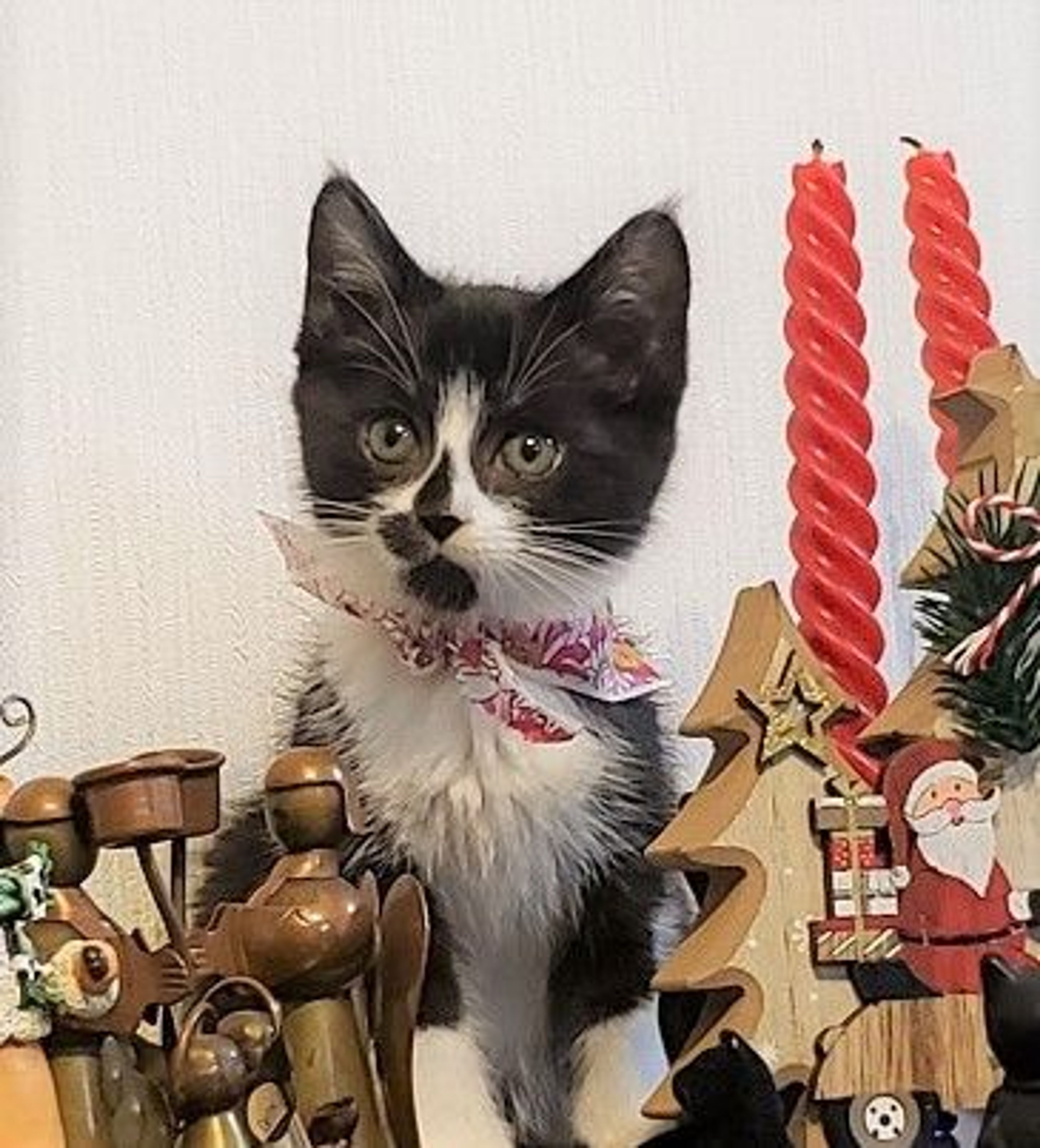 雑種（ミックス猫）・メスの里親募集の写真