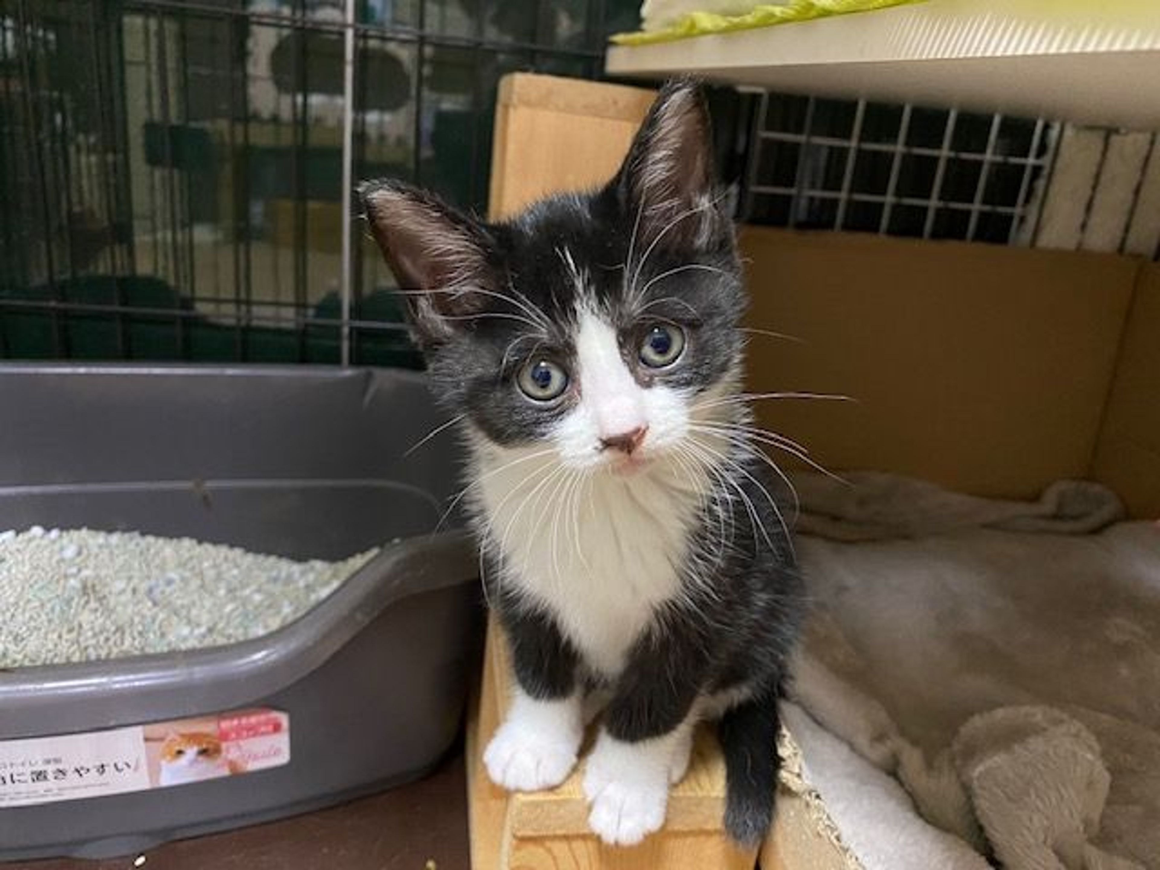 雑種（ミックス猫）・メスの里親募集の写真