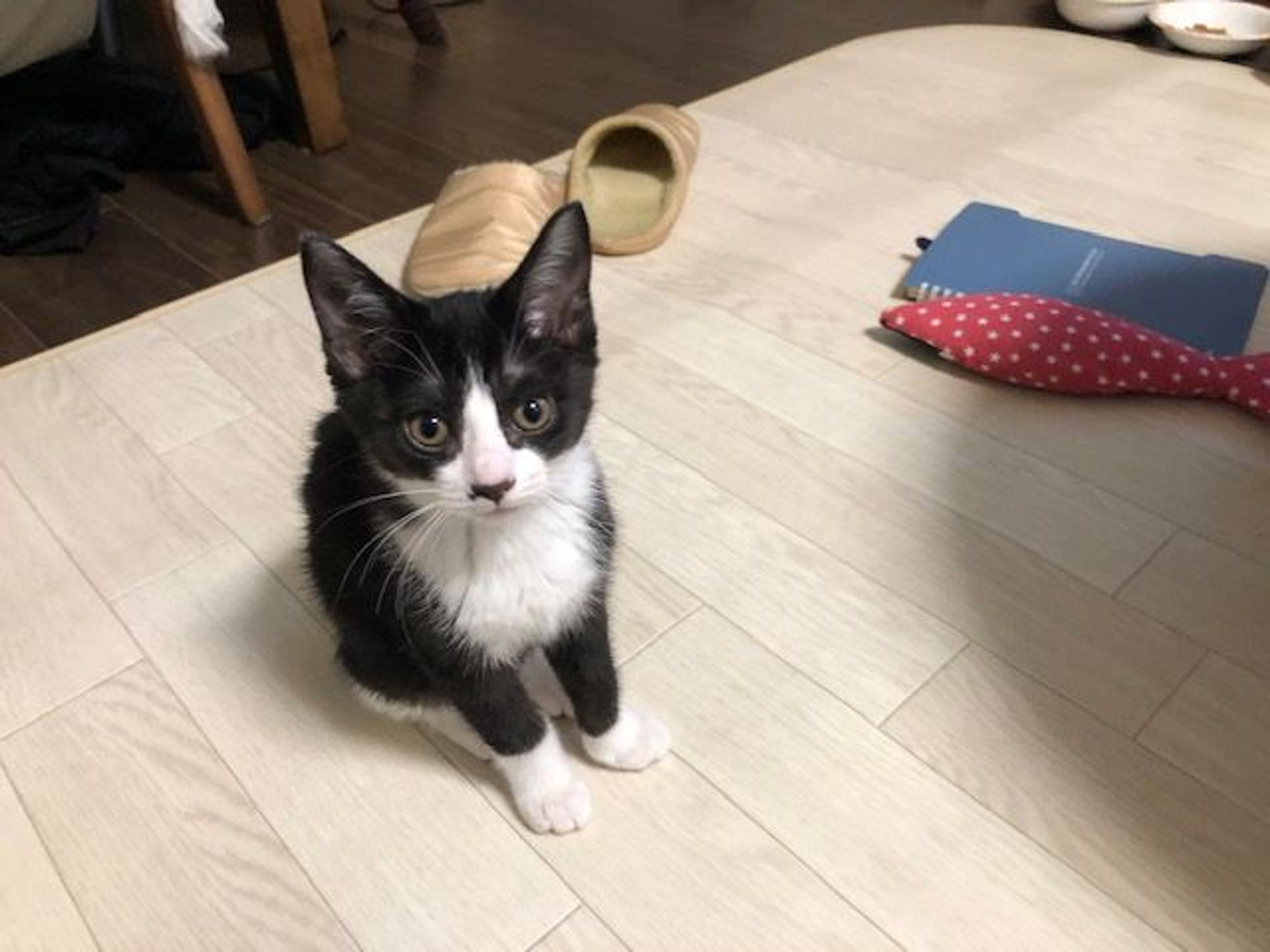 pet-image-2