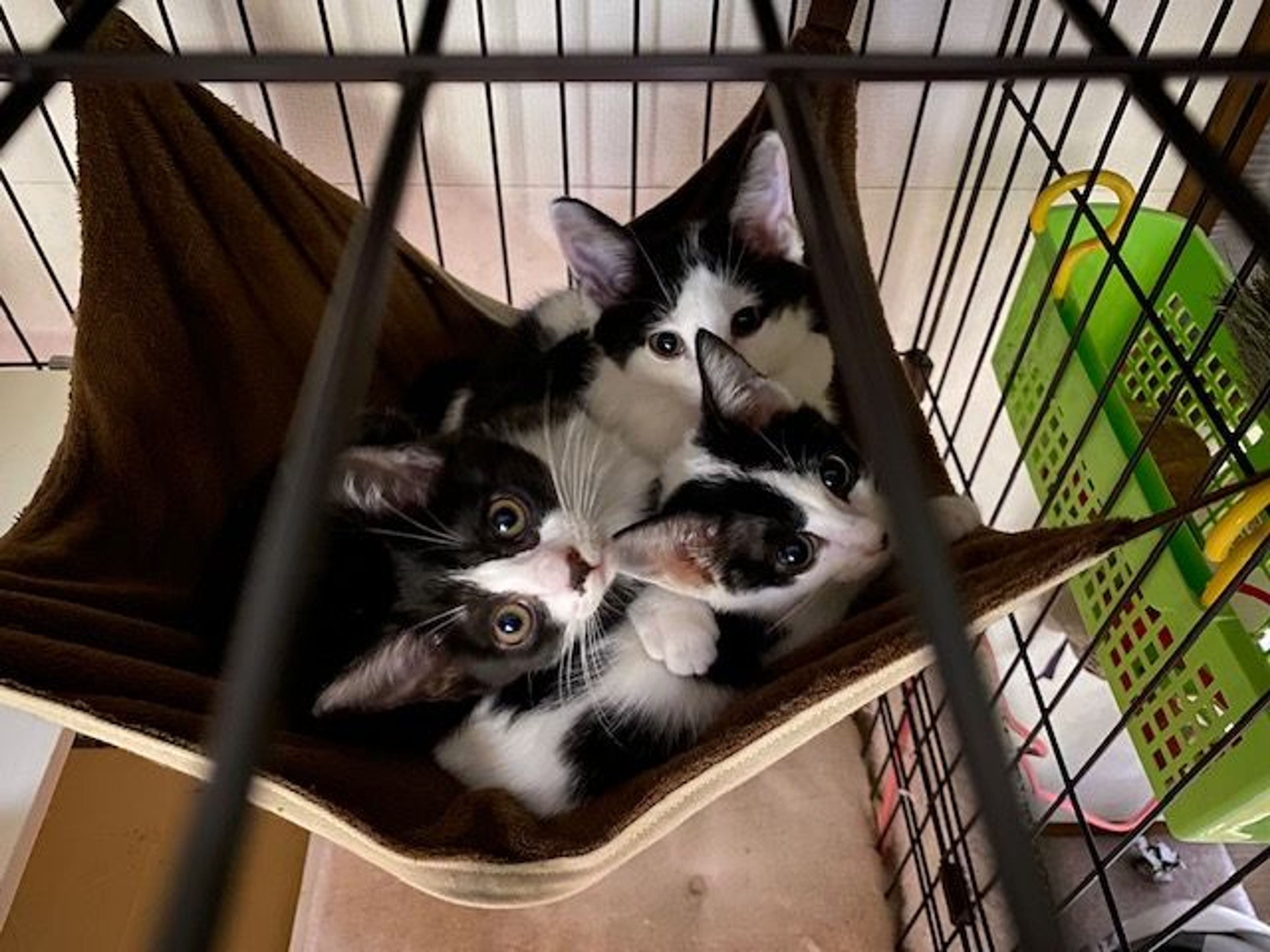 pet-image-3