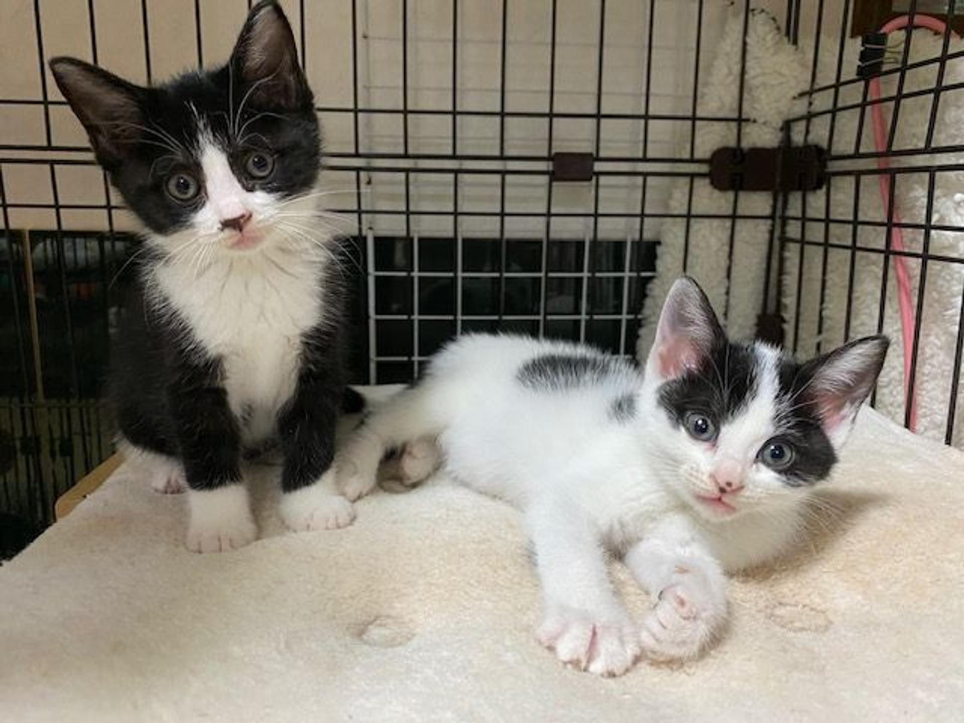 pet-image-4