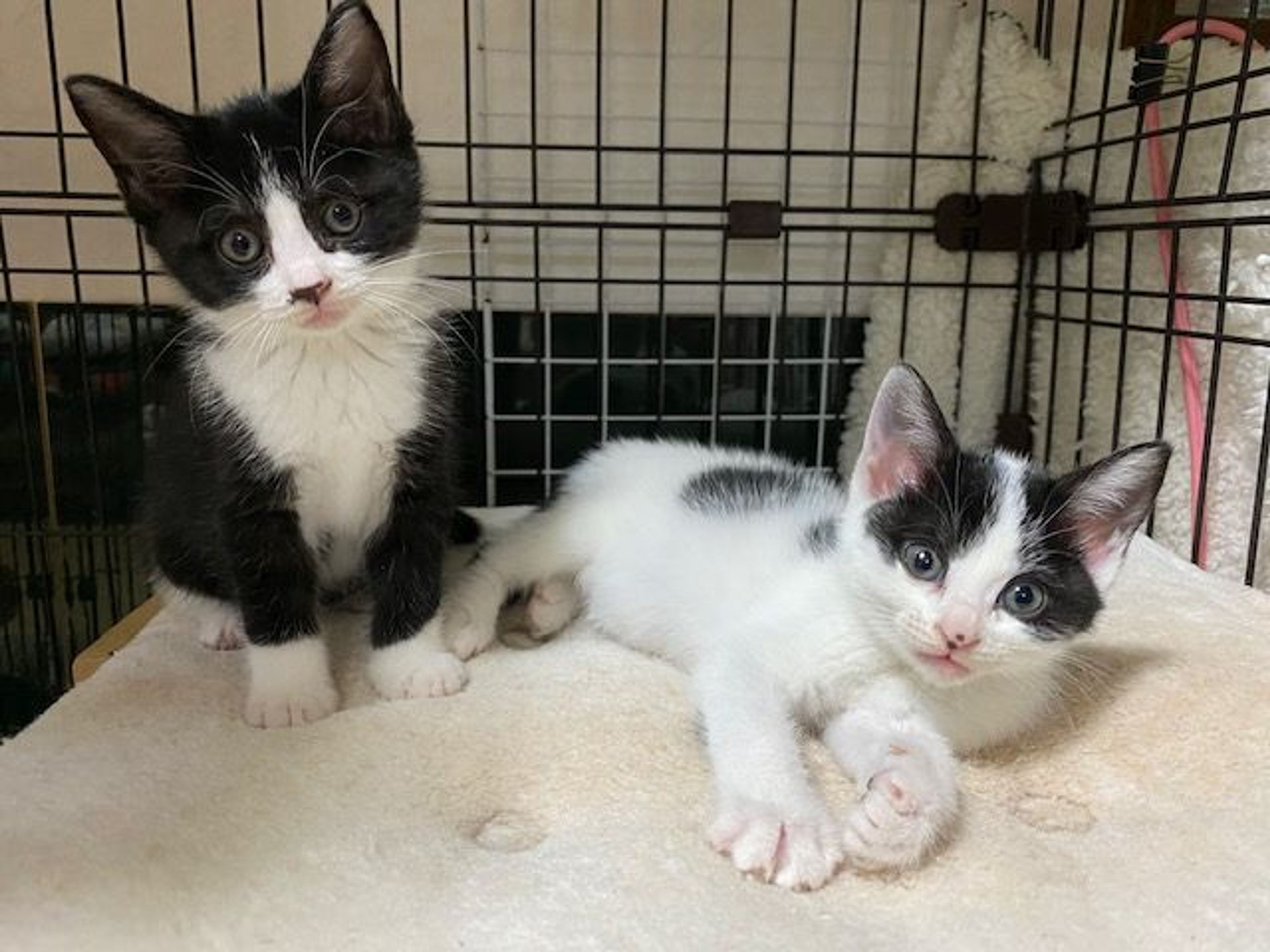 pet-image-4