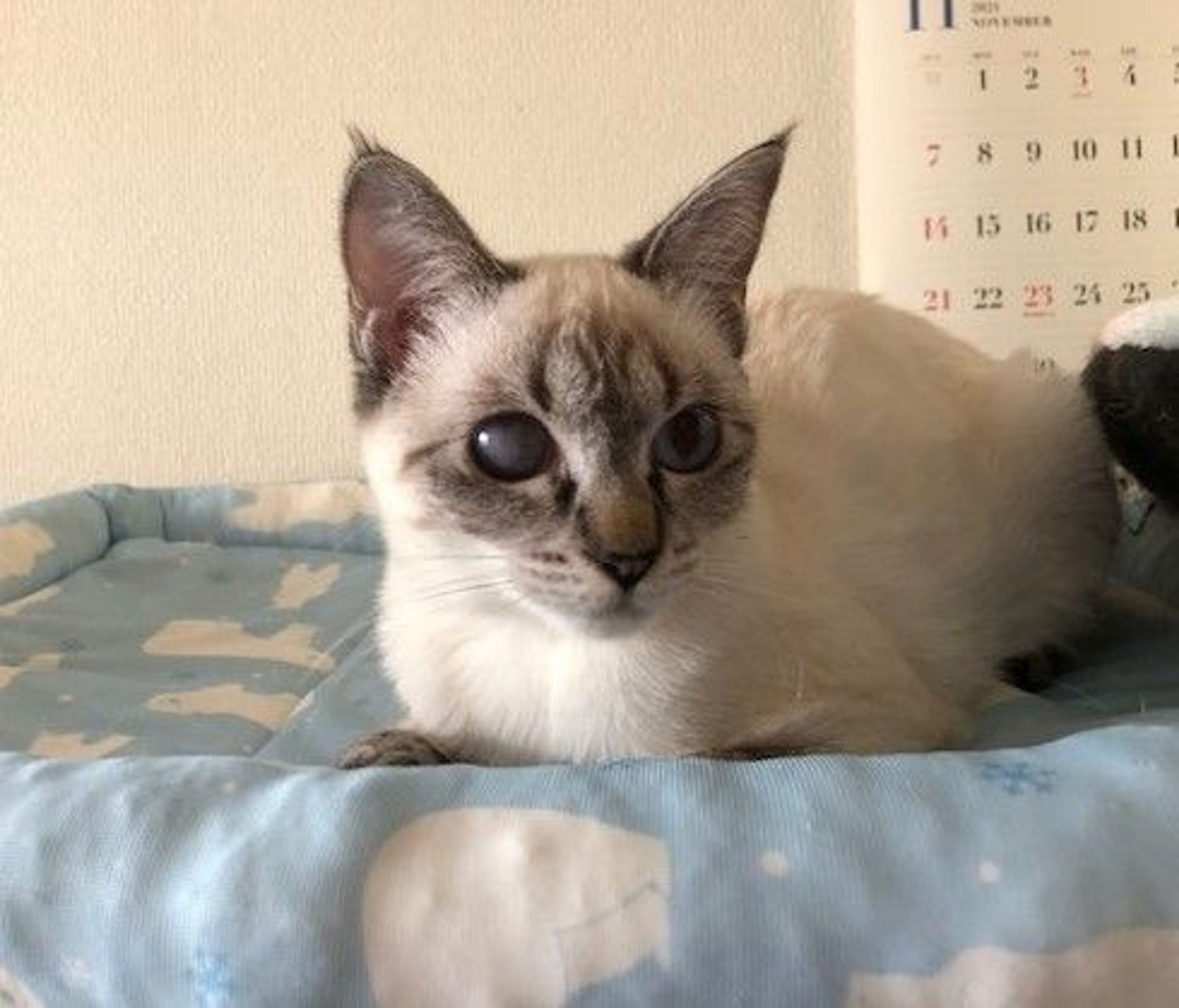 pet-image-2