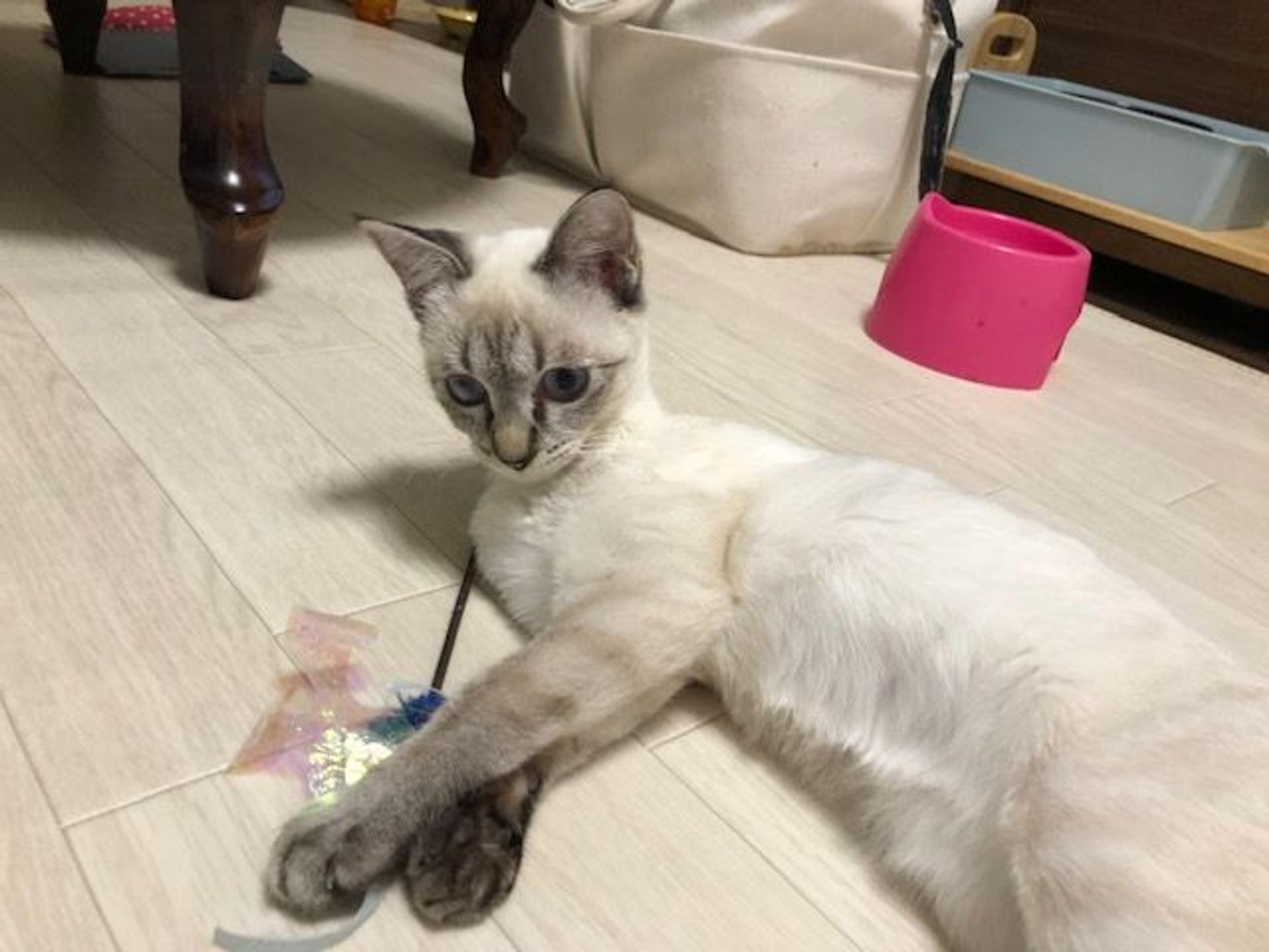 pet-image-3