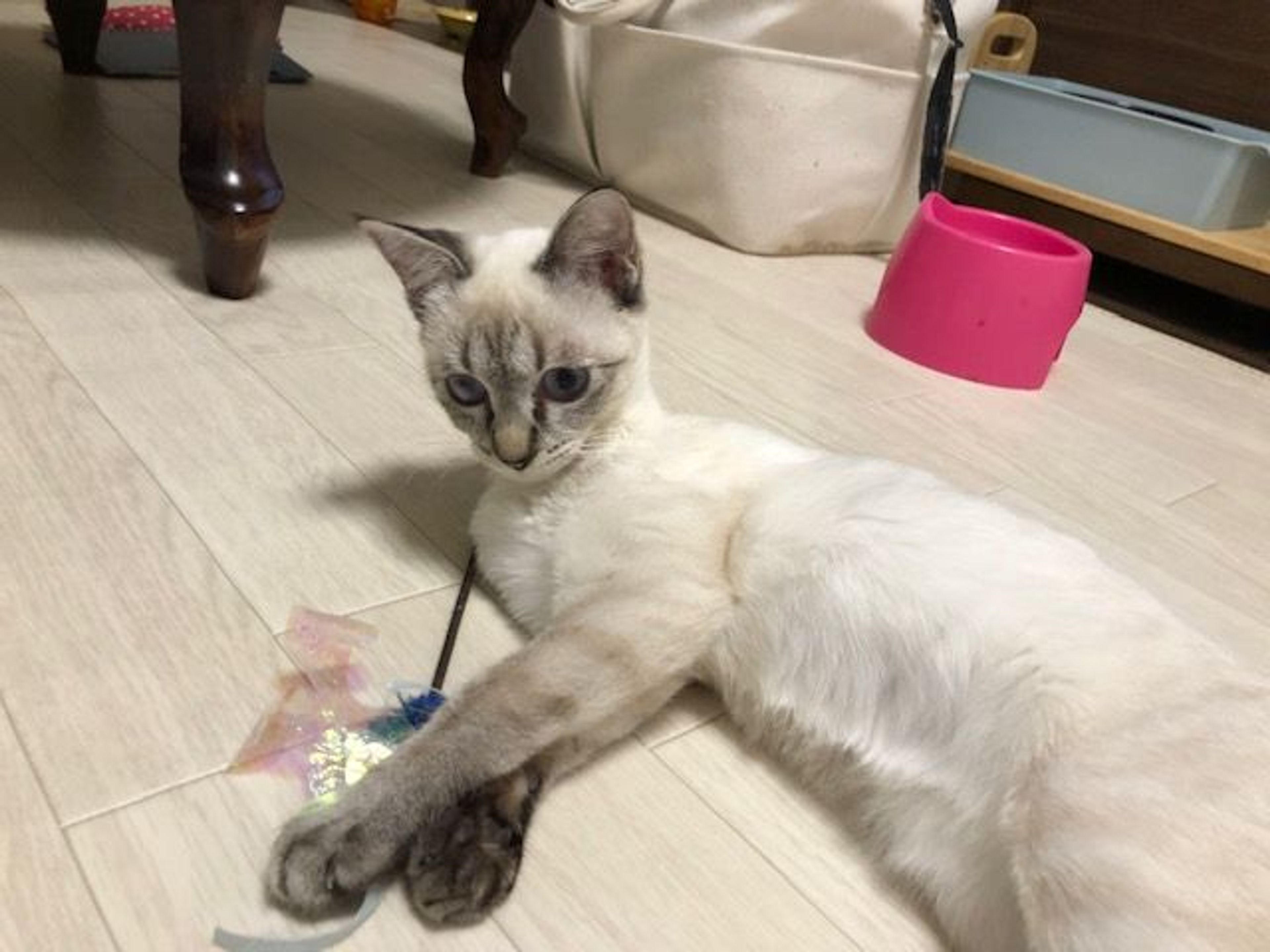 pet-image-3