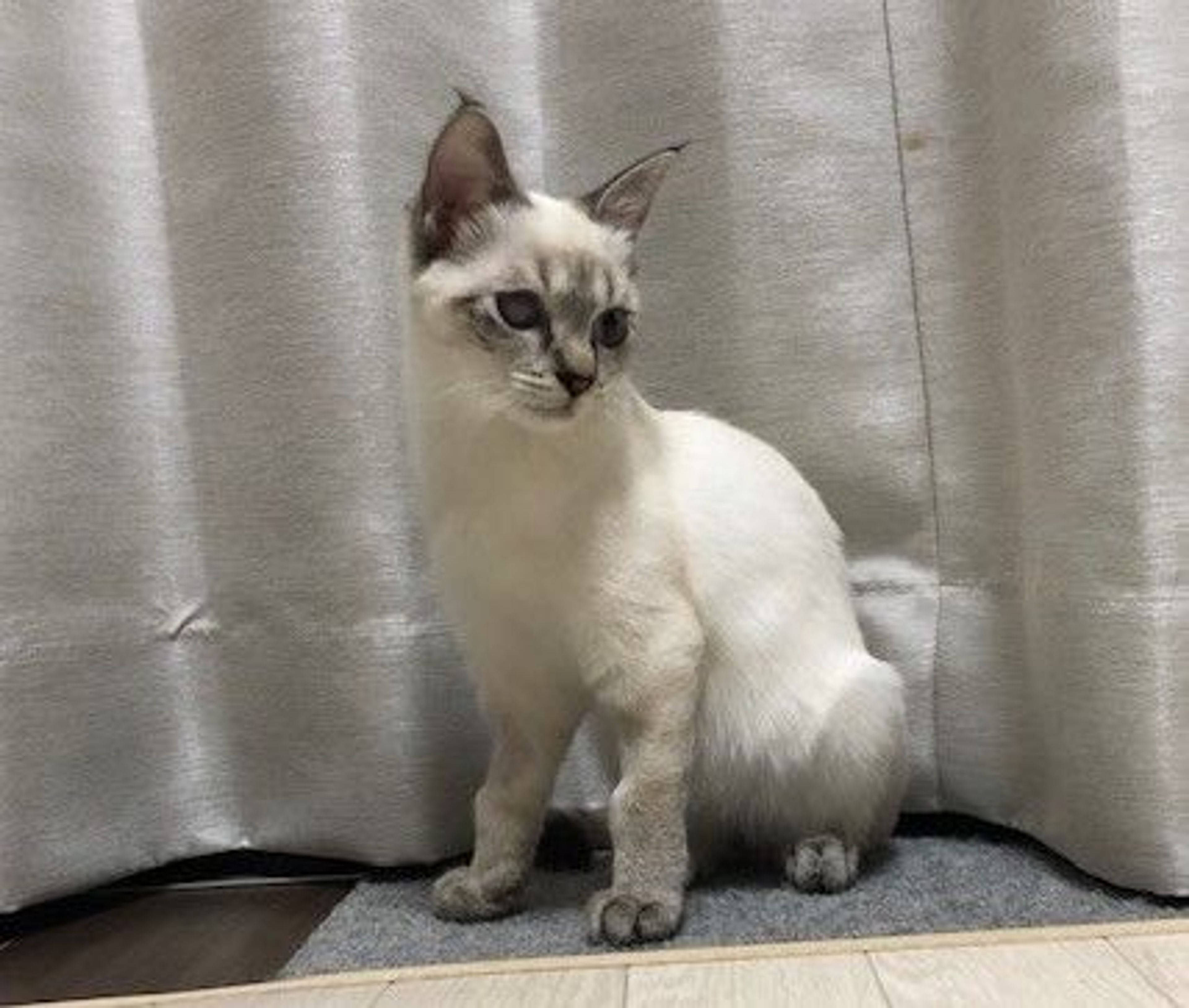 pet-image-4