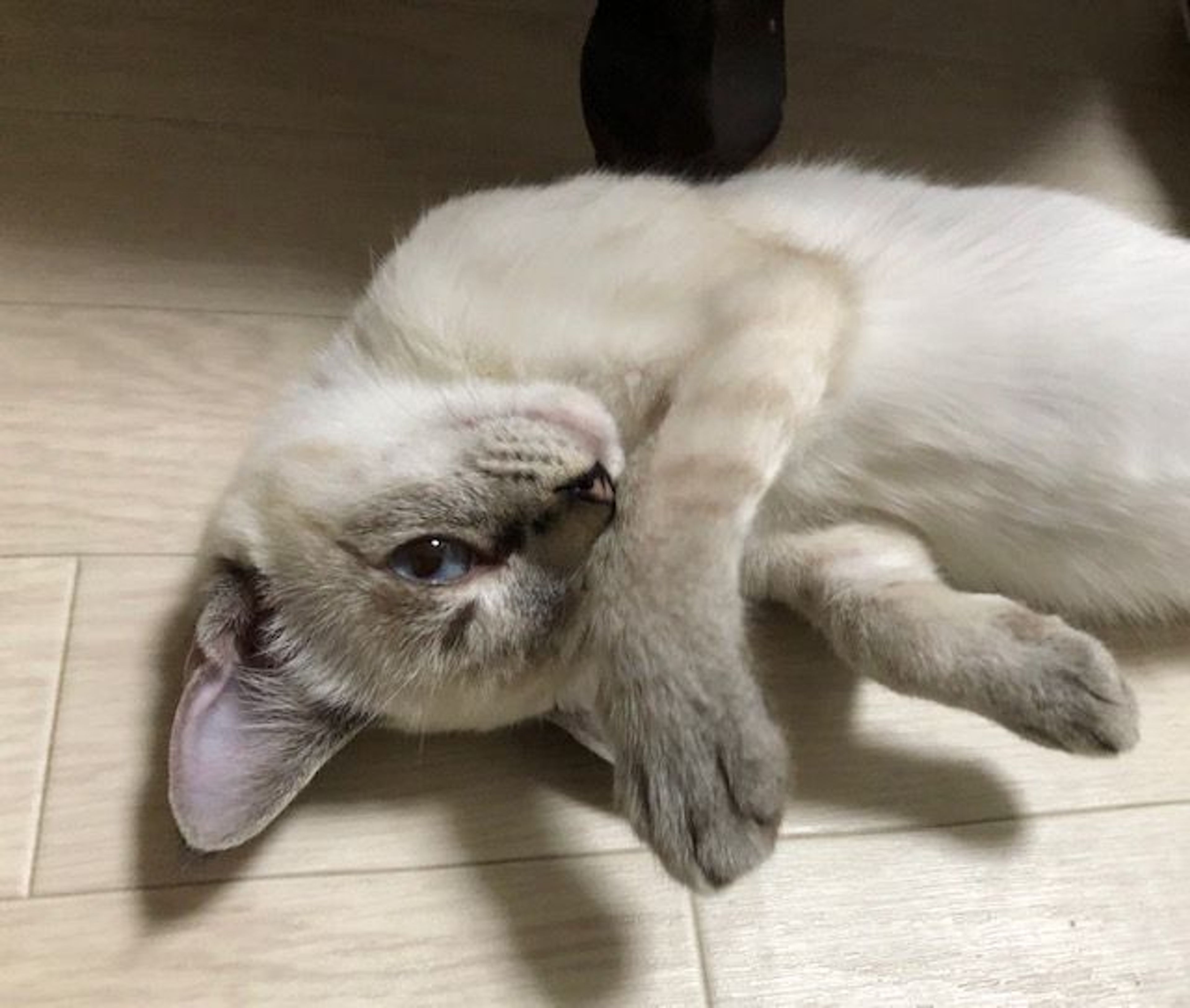 pet-image-5