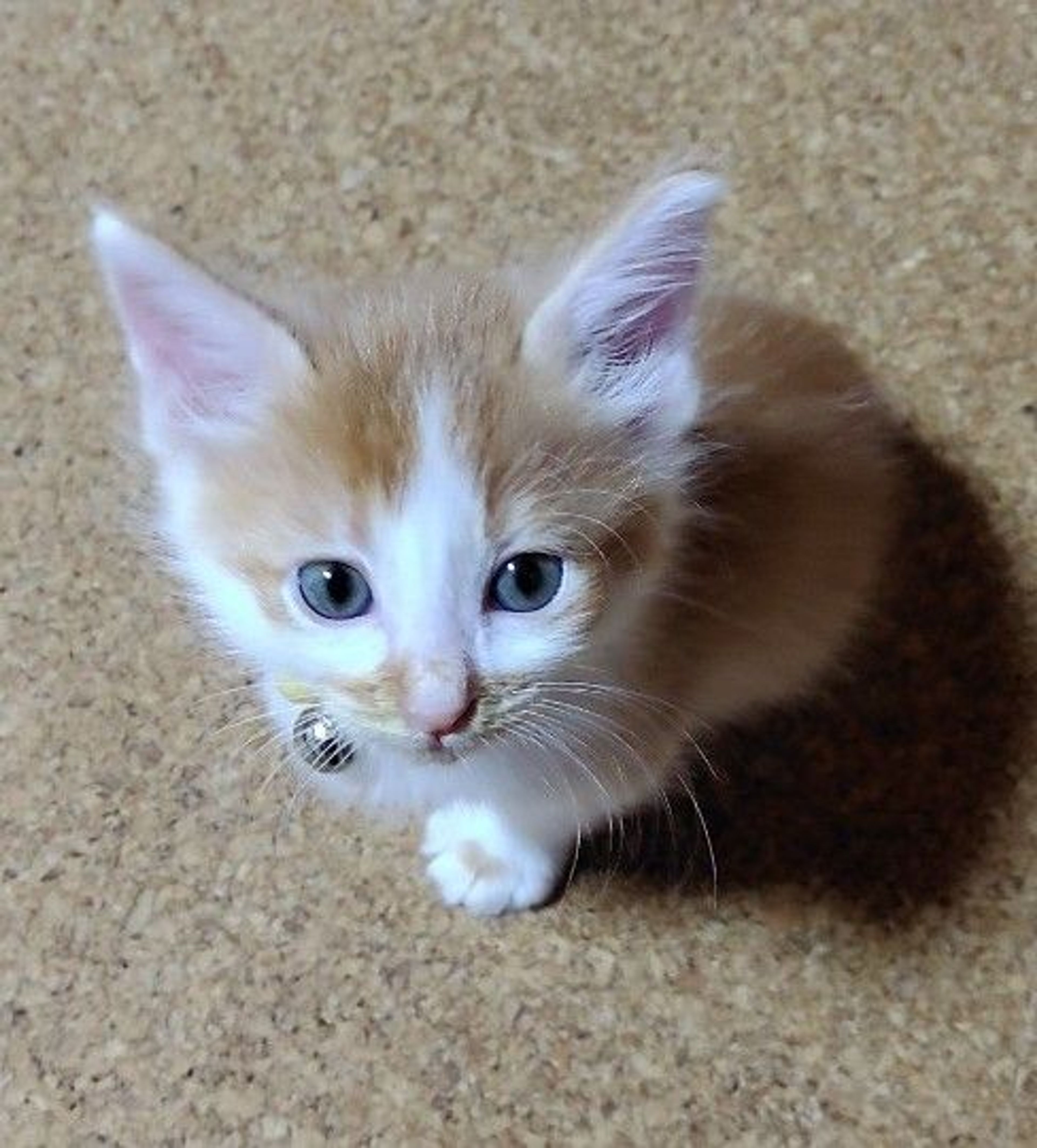 雑種（ミックス猫）・オスの里親募集の写真