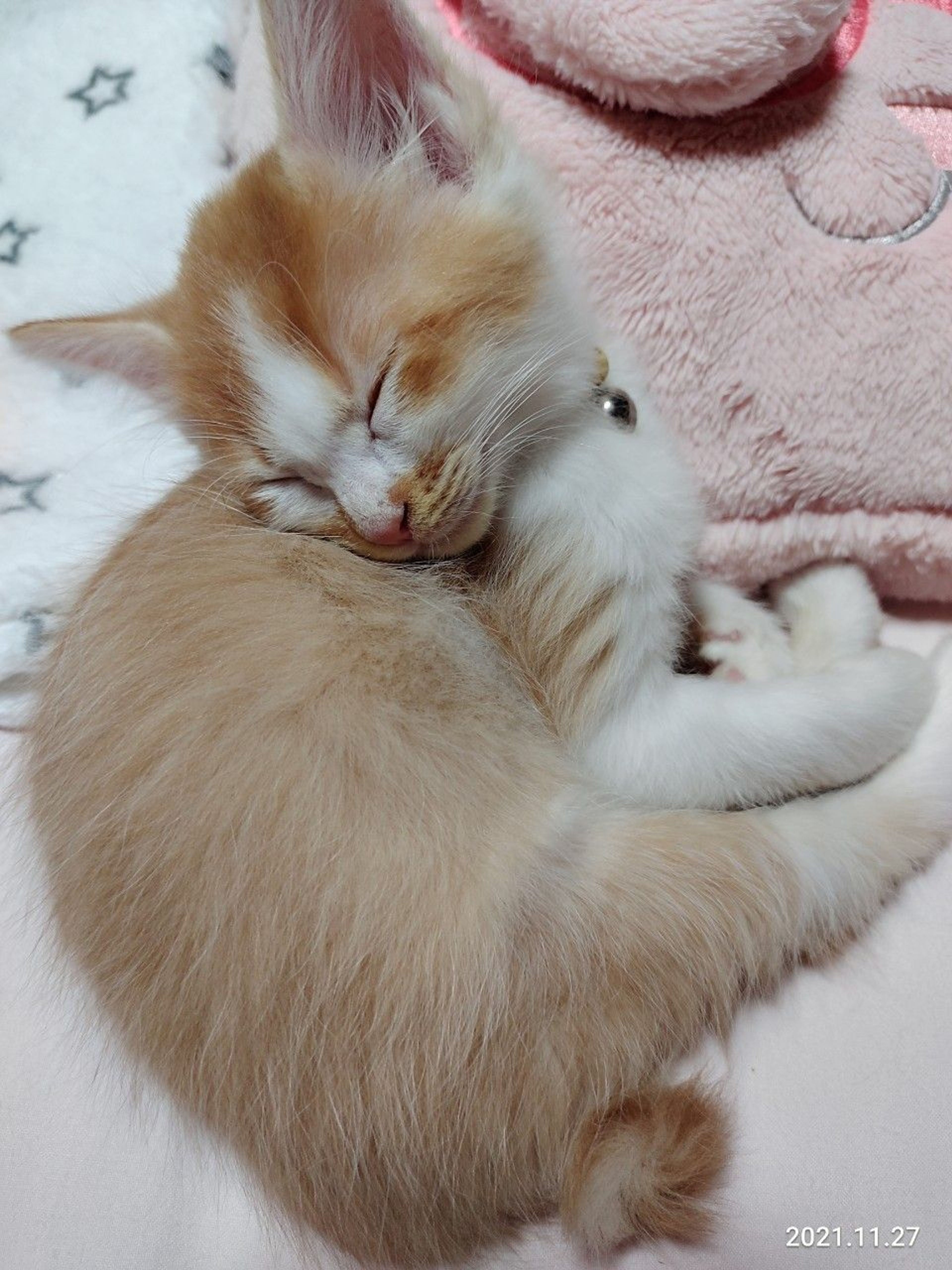 pet-image-3