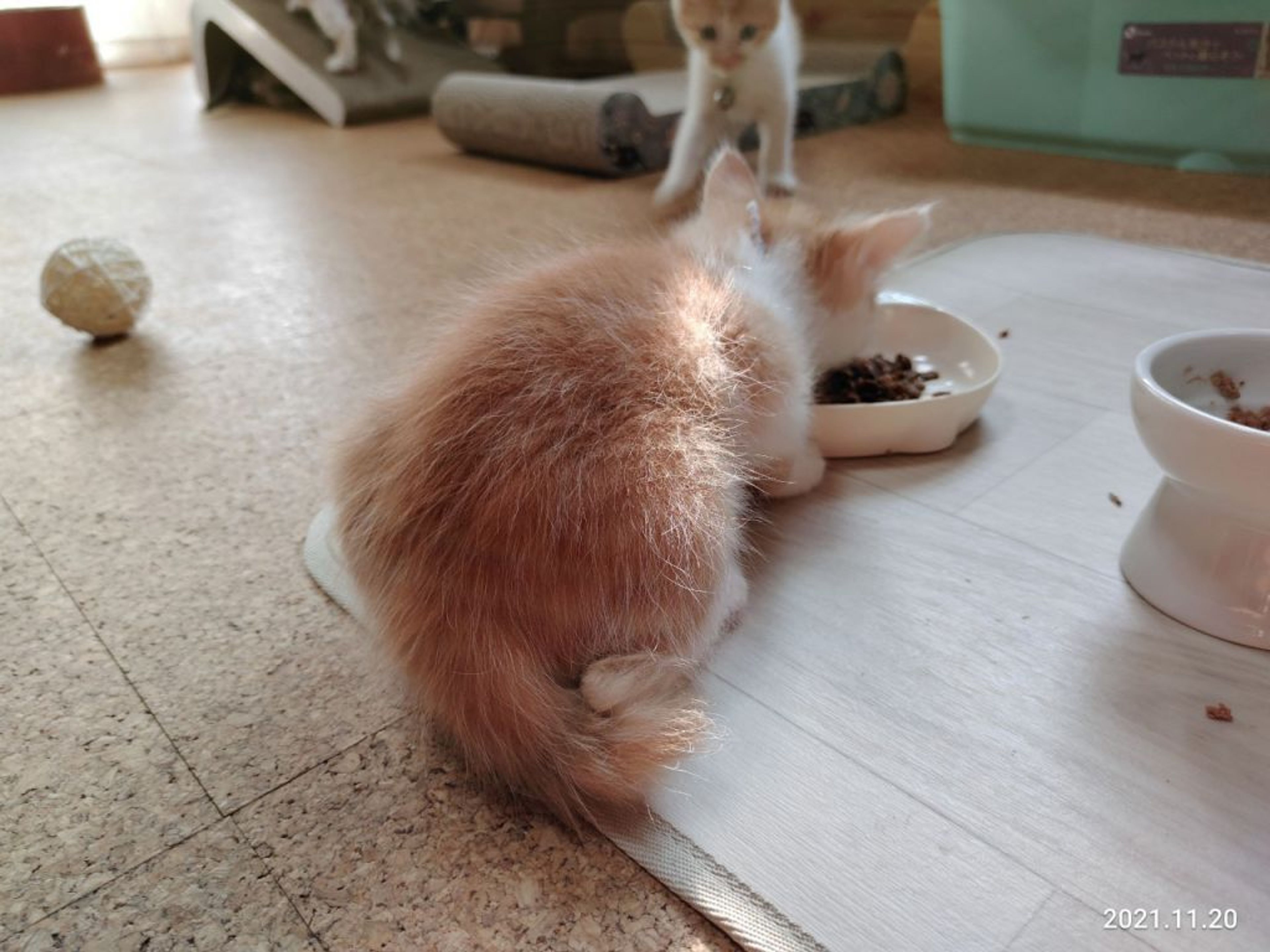 pet-image-4