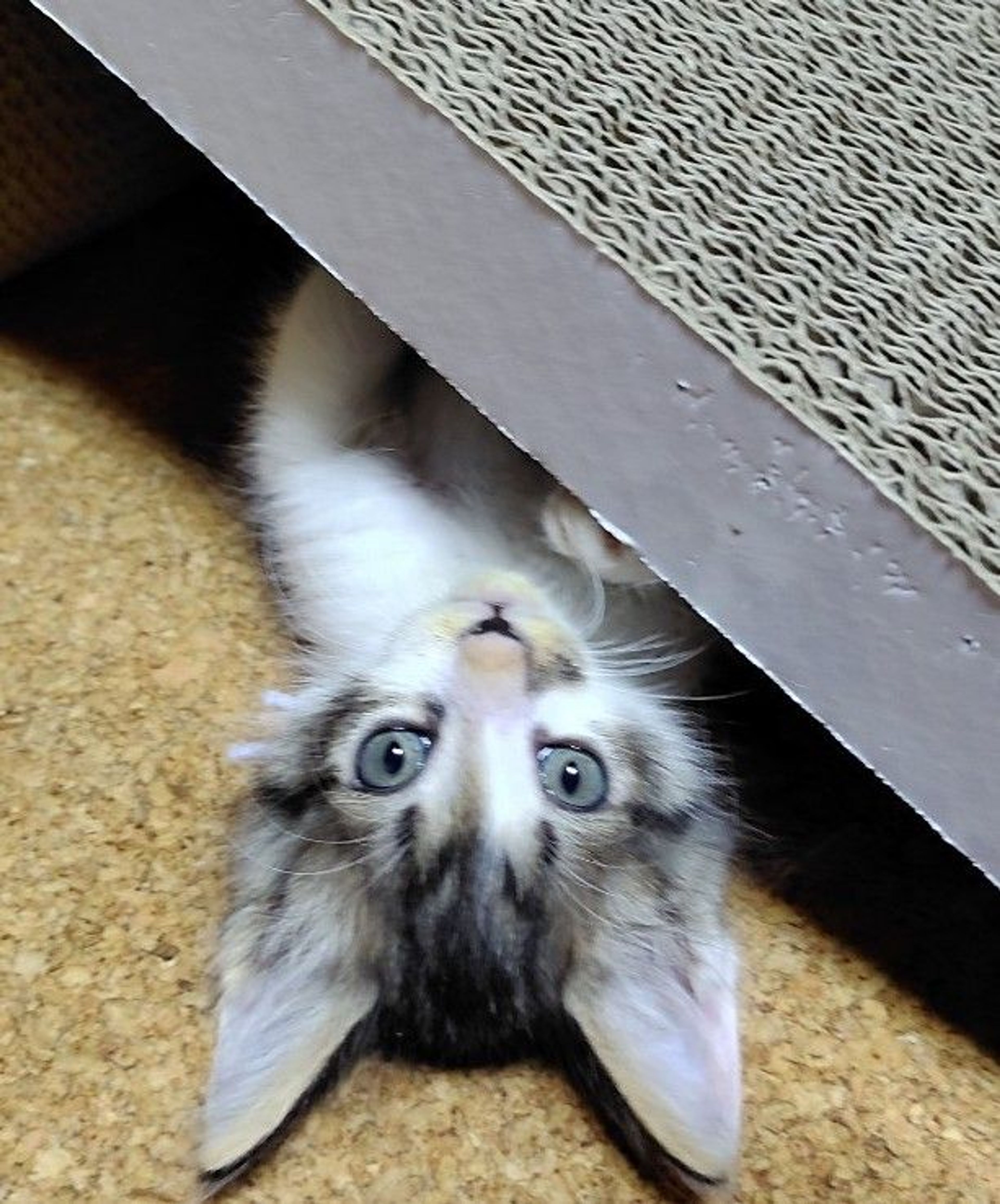pet-image-2