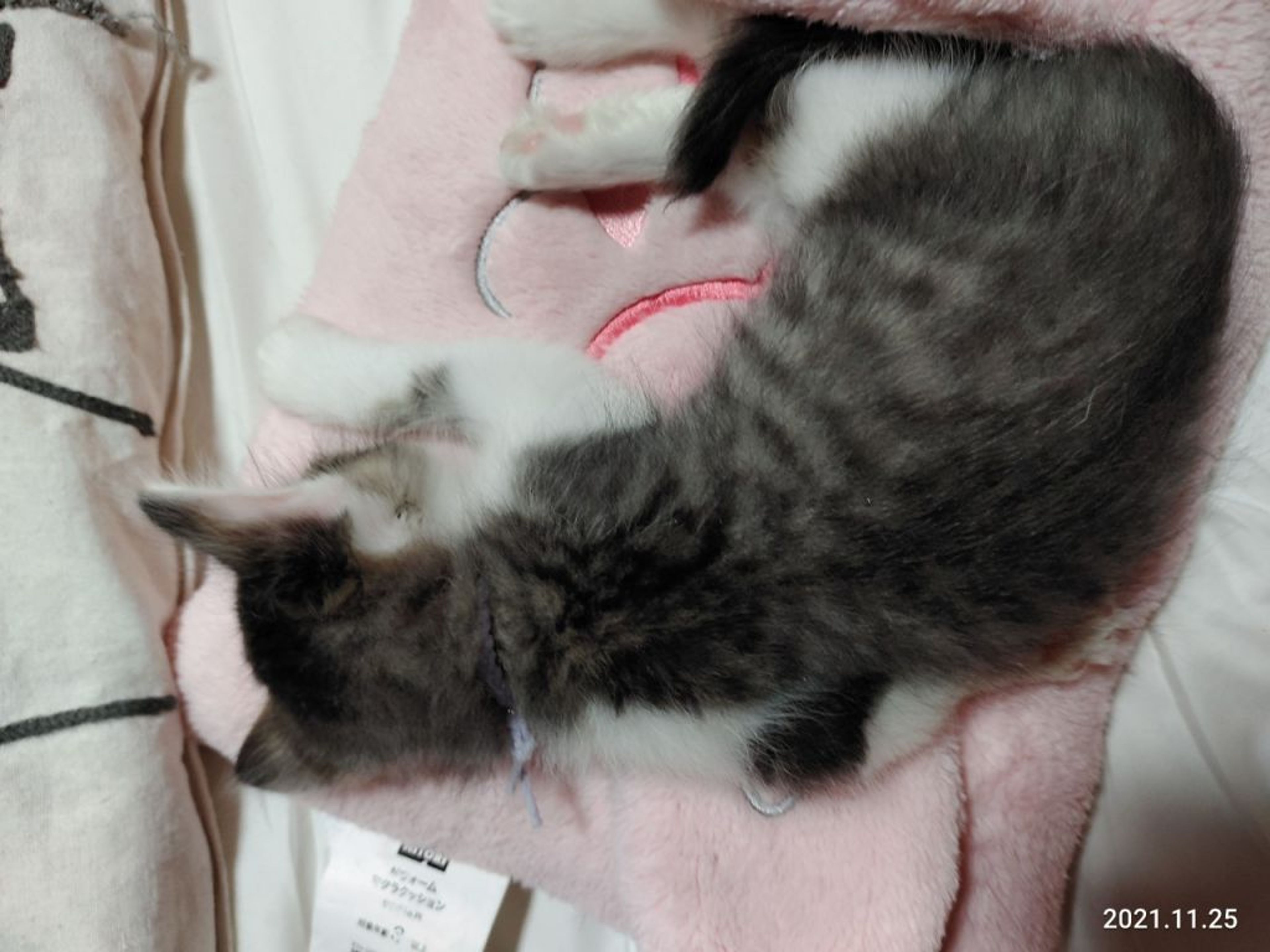 pet-image-3