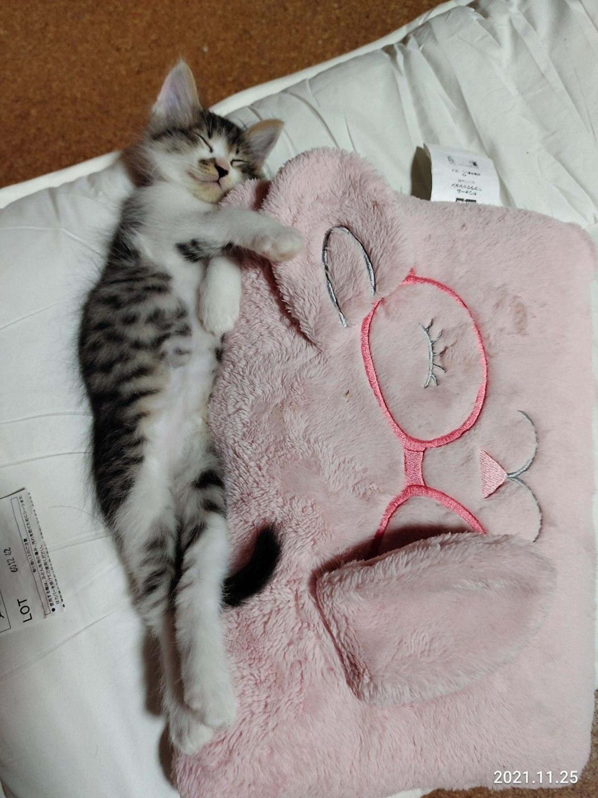 pet-image-4