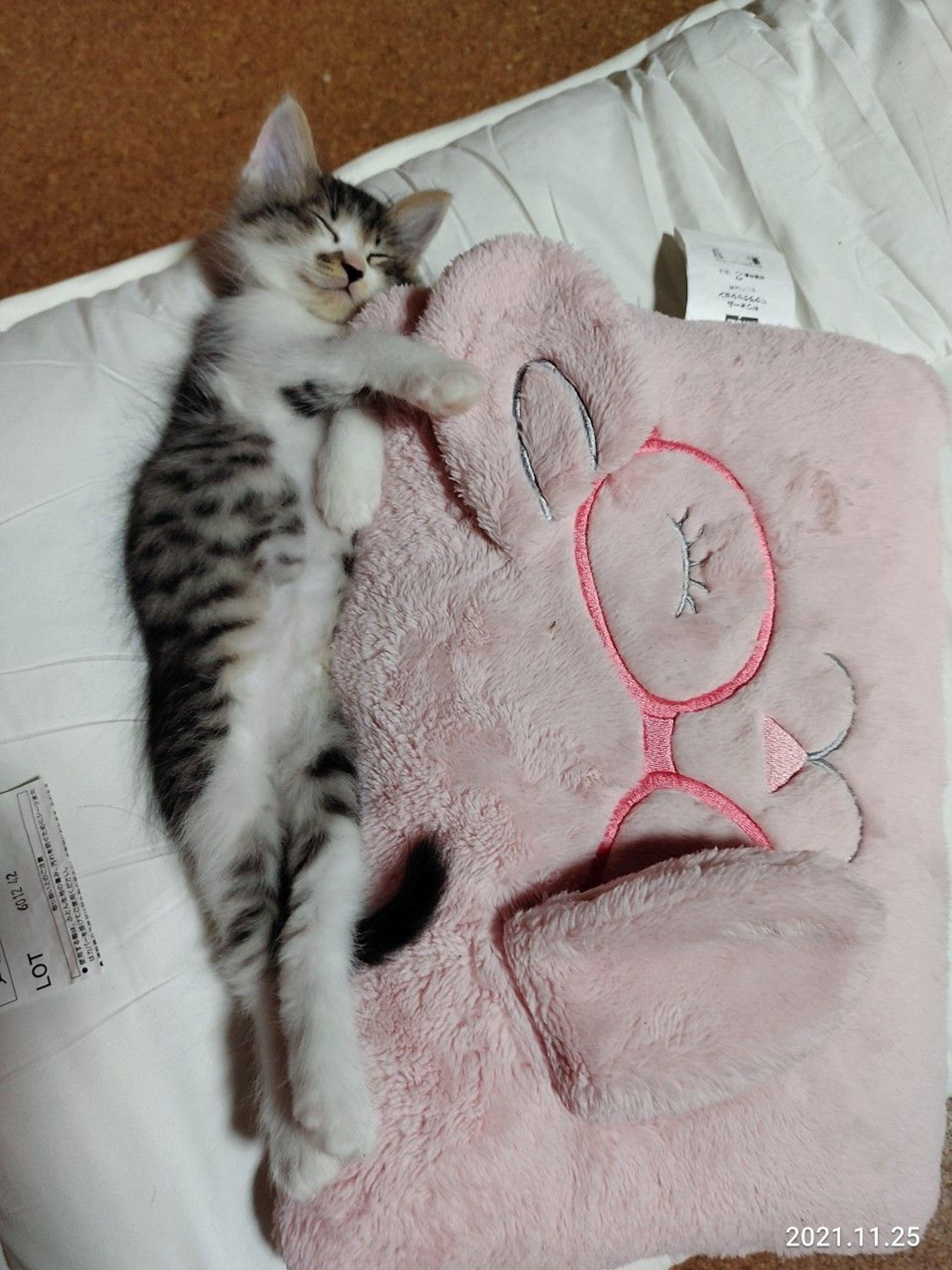 pet-image-4