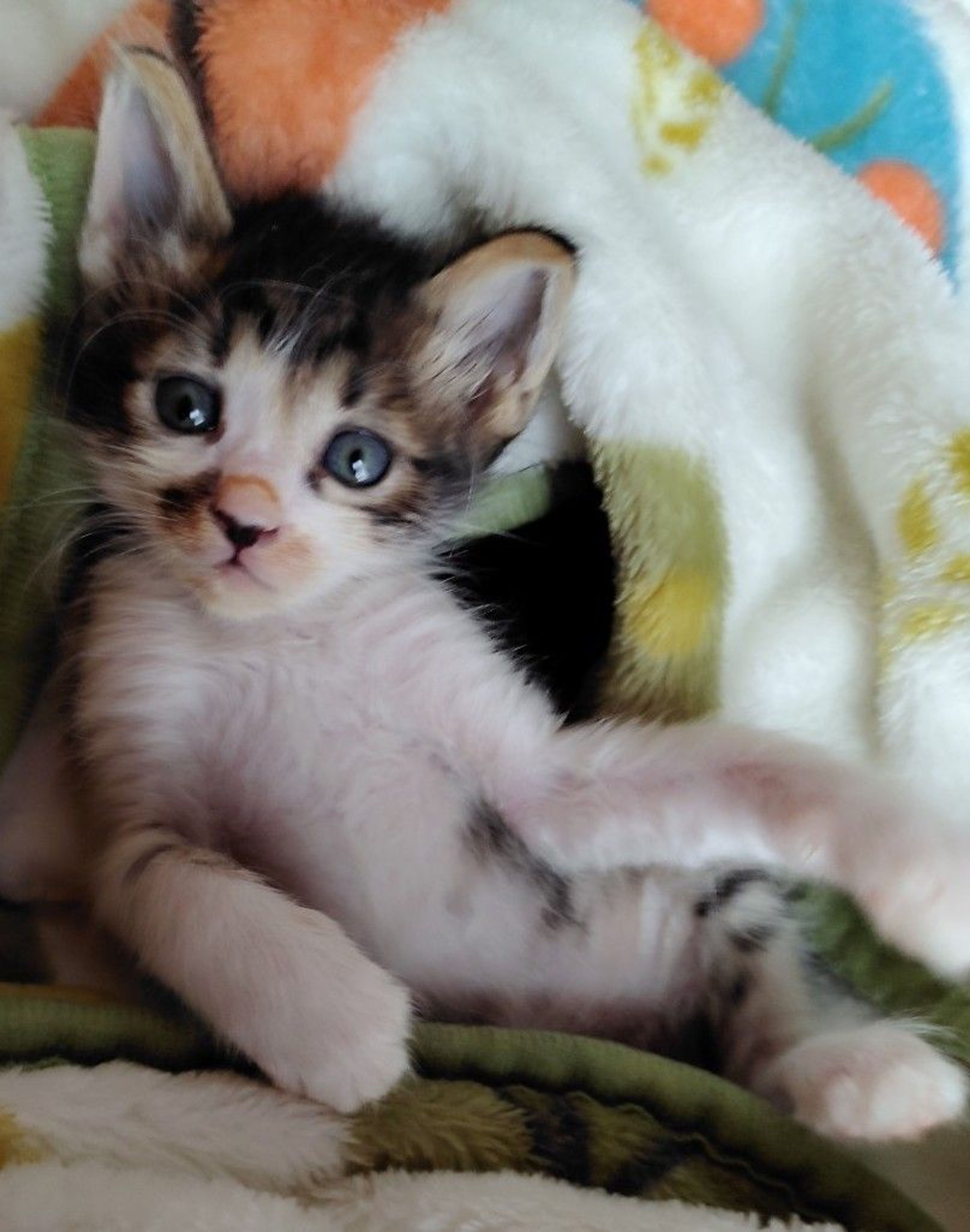 pet-image-5
