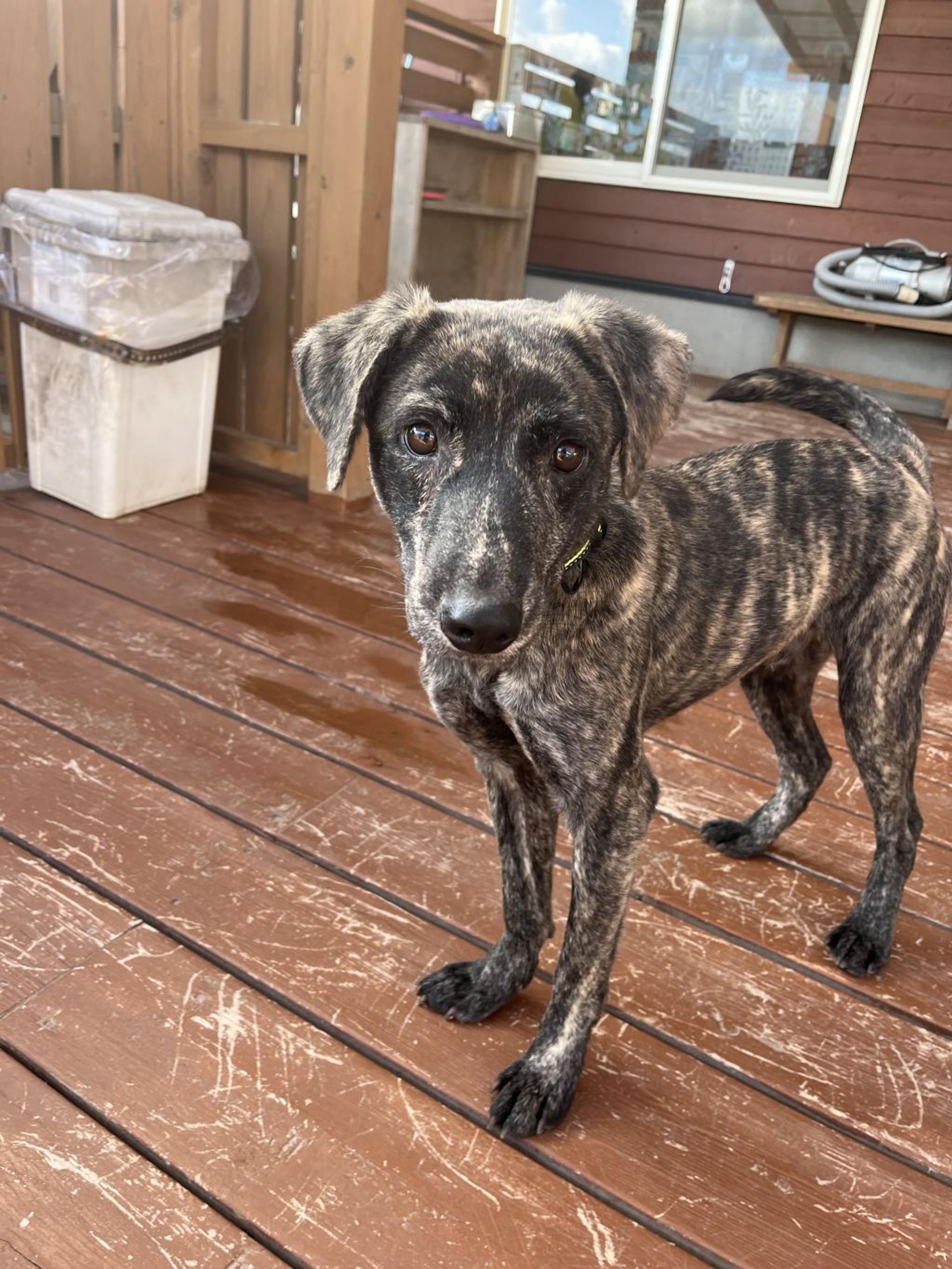 pet-image-5