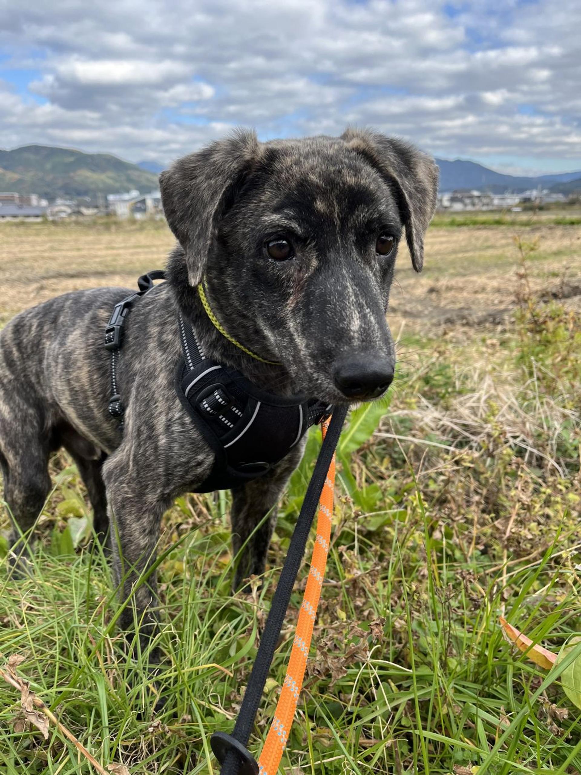 pet-image-8