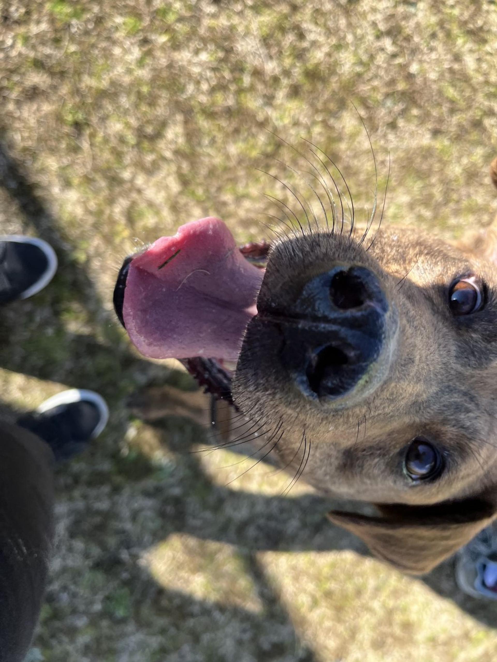 pet-image-6