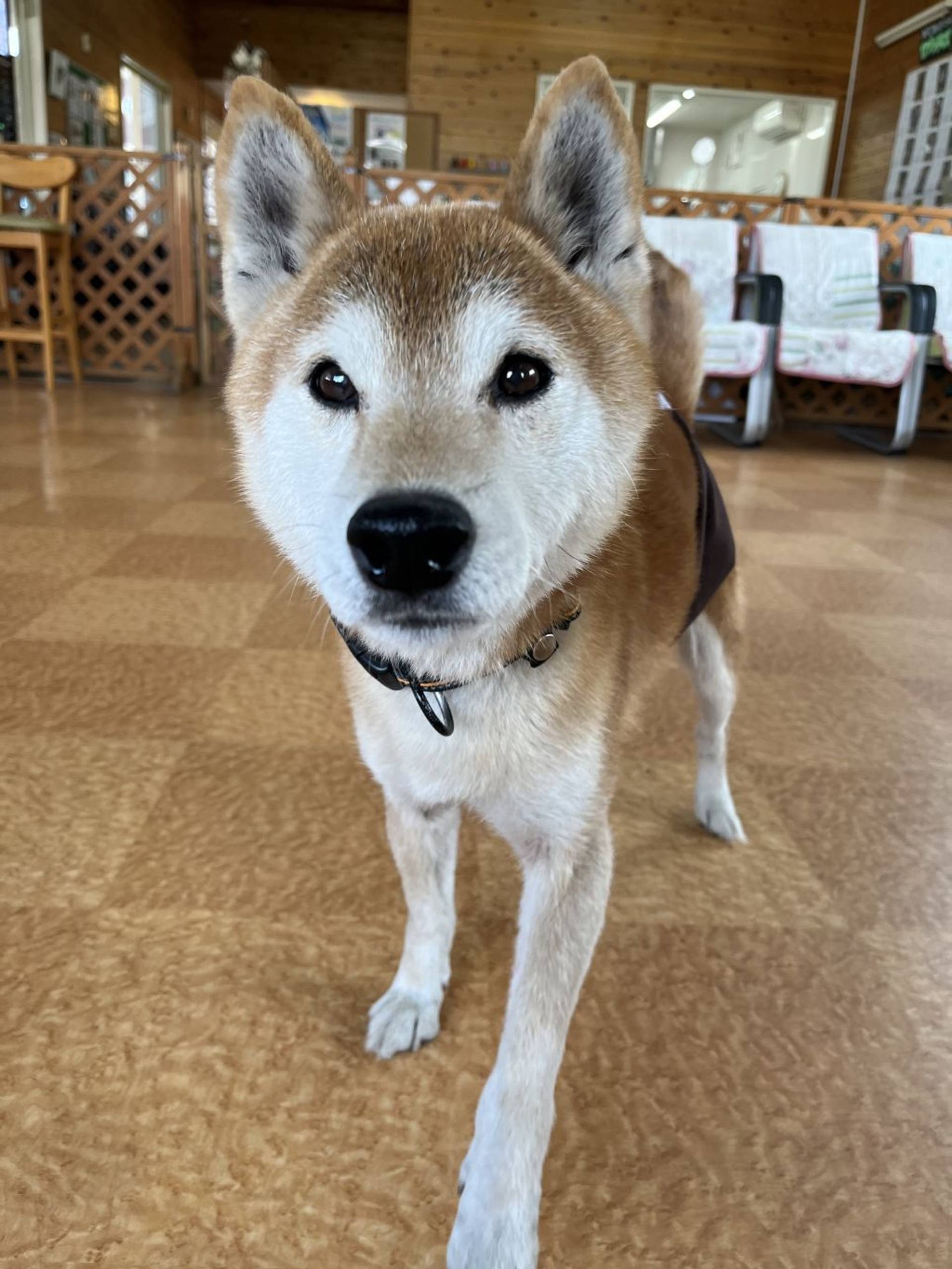 柴犬・オスの里親募集の写真
