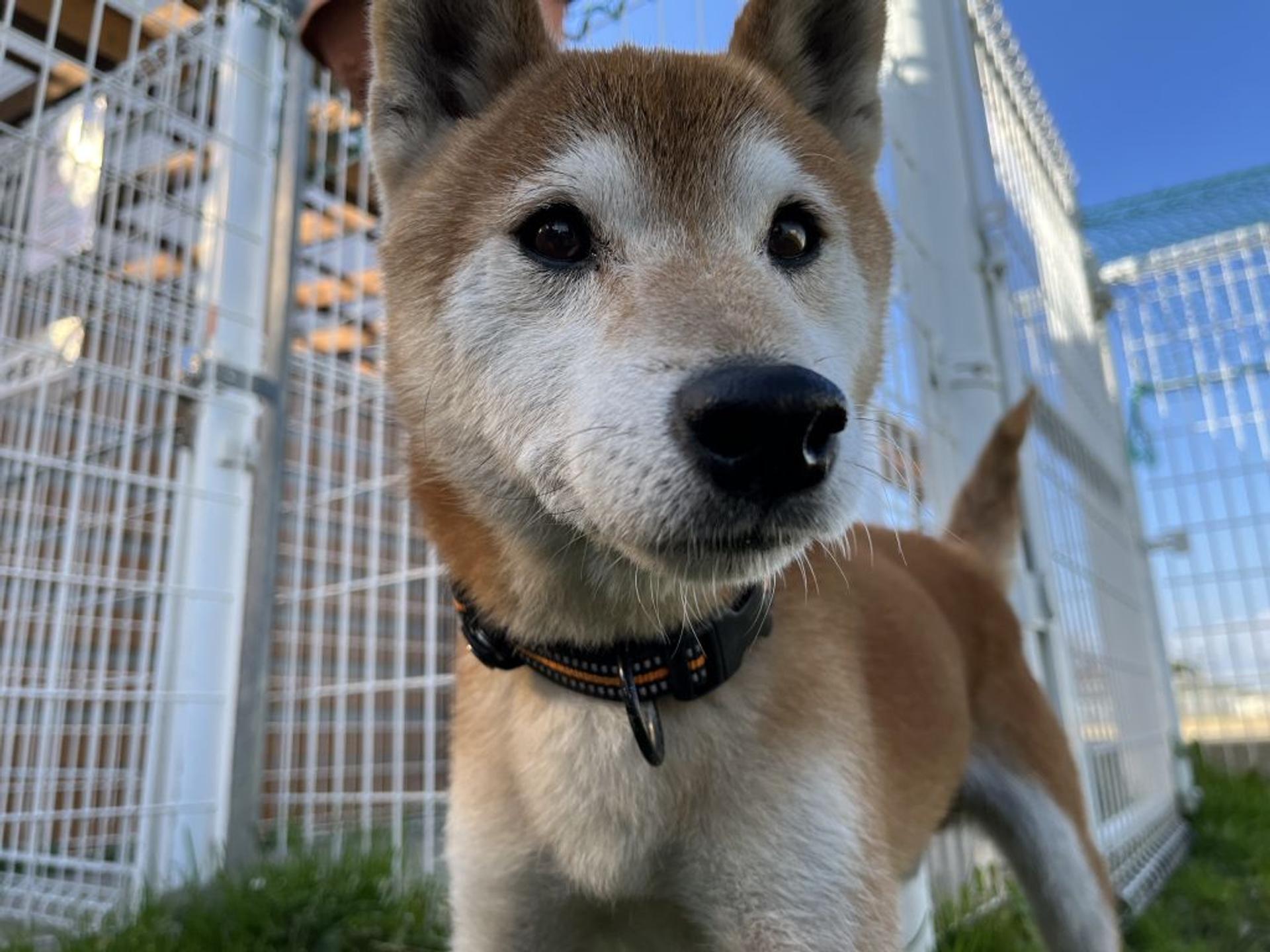 pet-image-4
