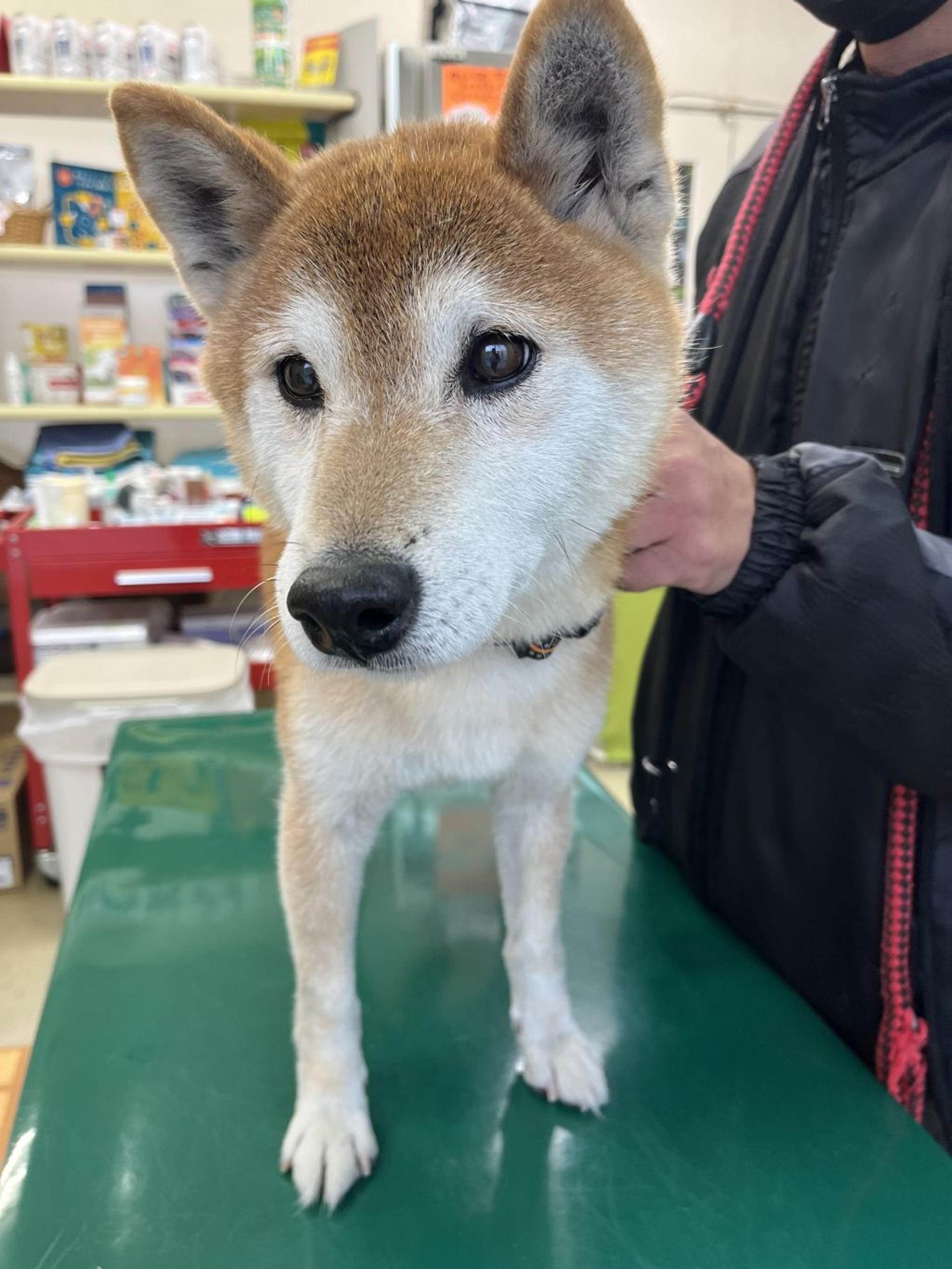 pet-image-5