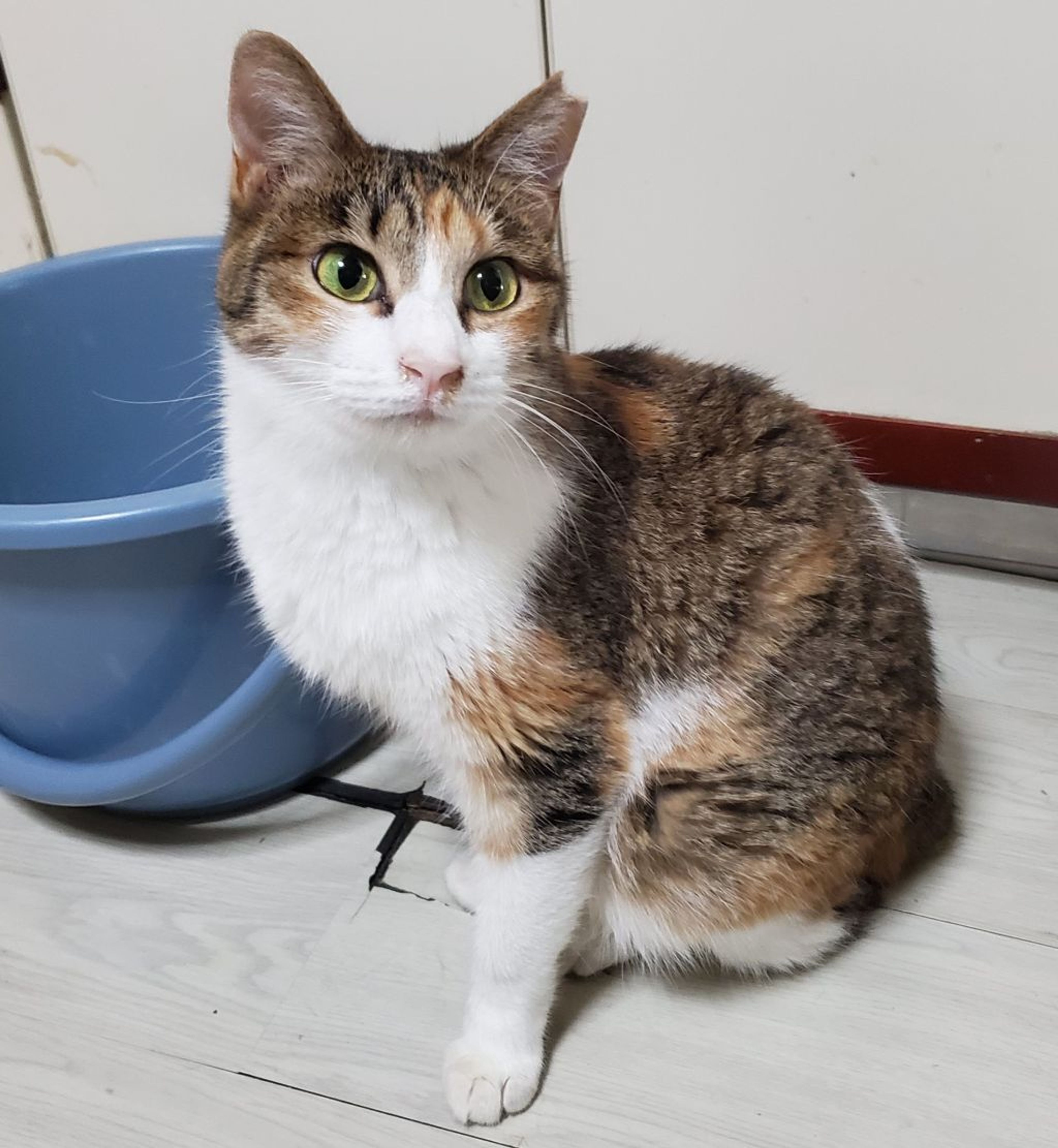 雑種（ミックス猫）・メスの里親募集の写真