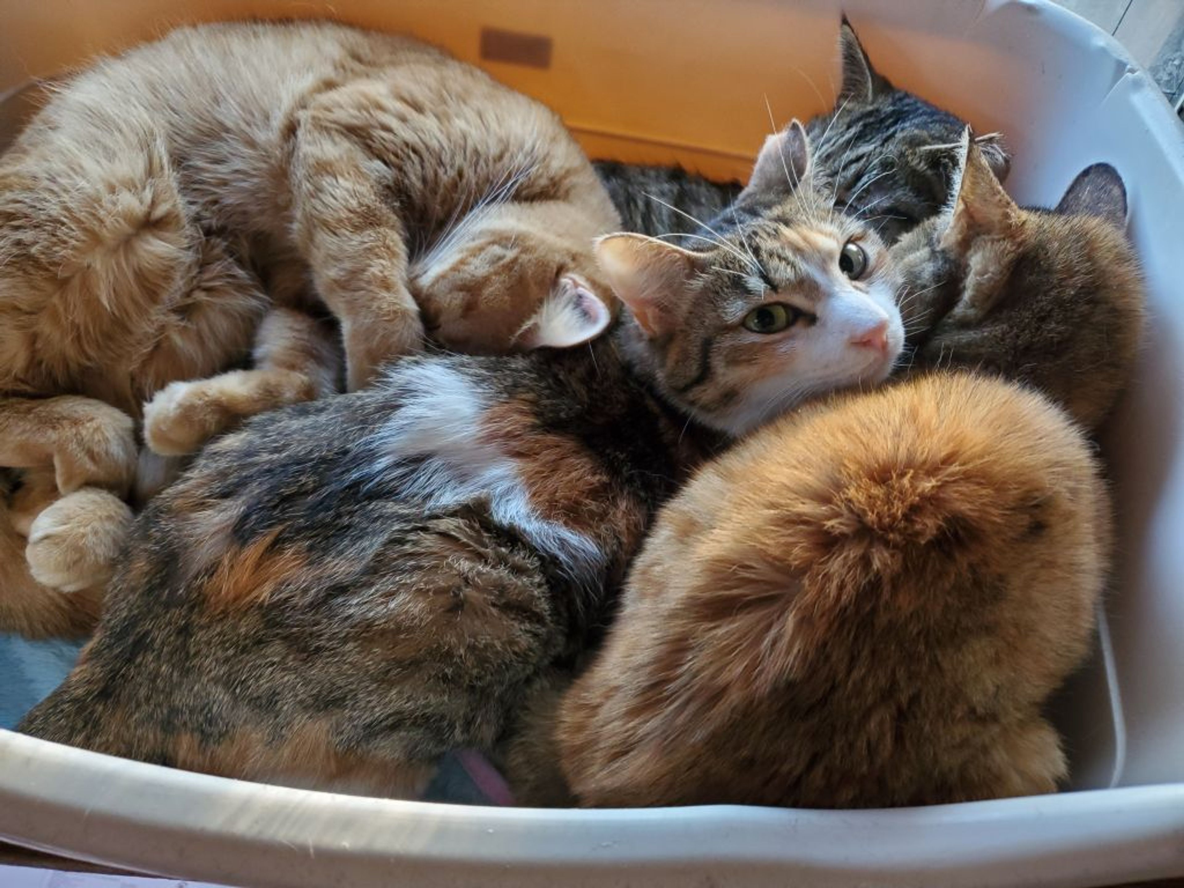 pet-image-2