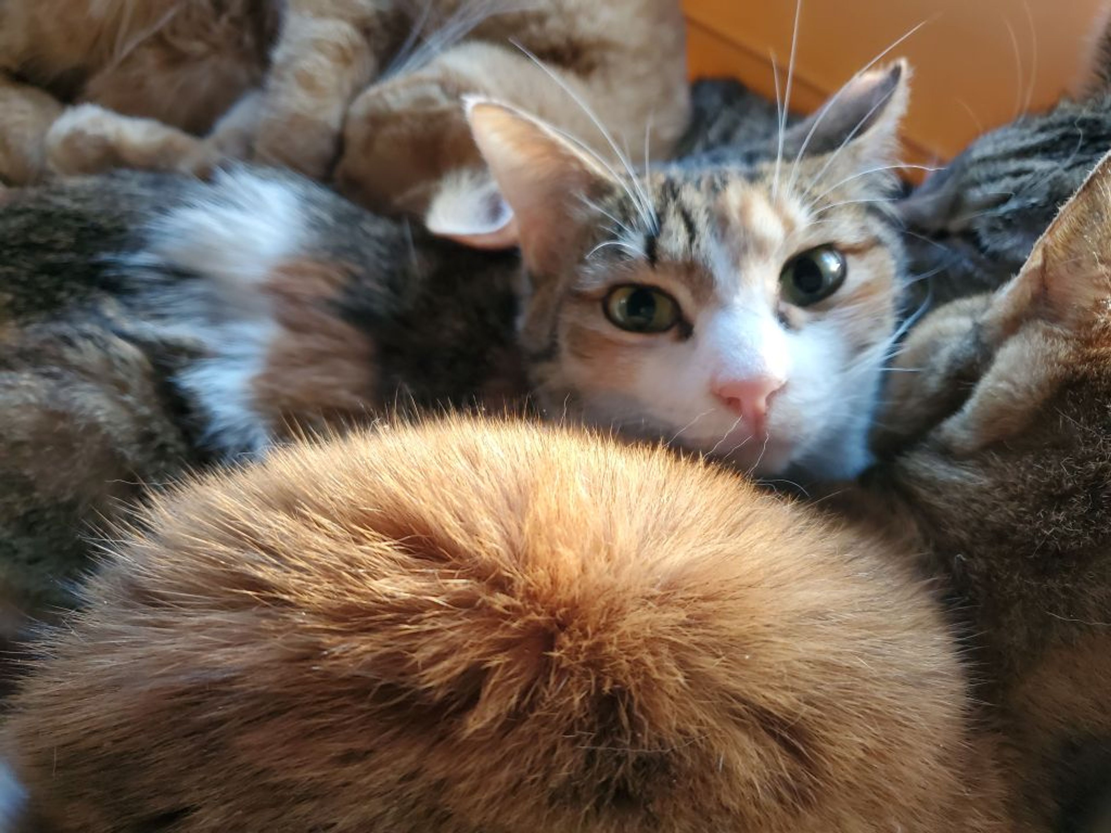 pet-image-3