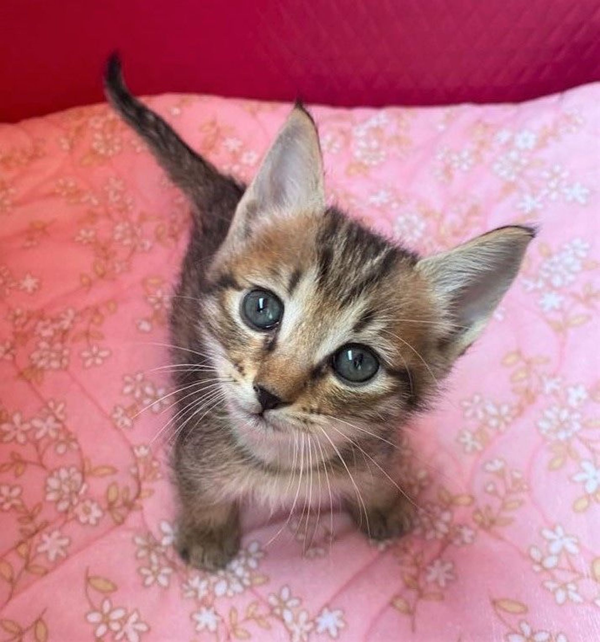 雑種（ミックス猫）・メスの里親募集の写真