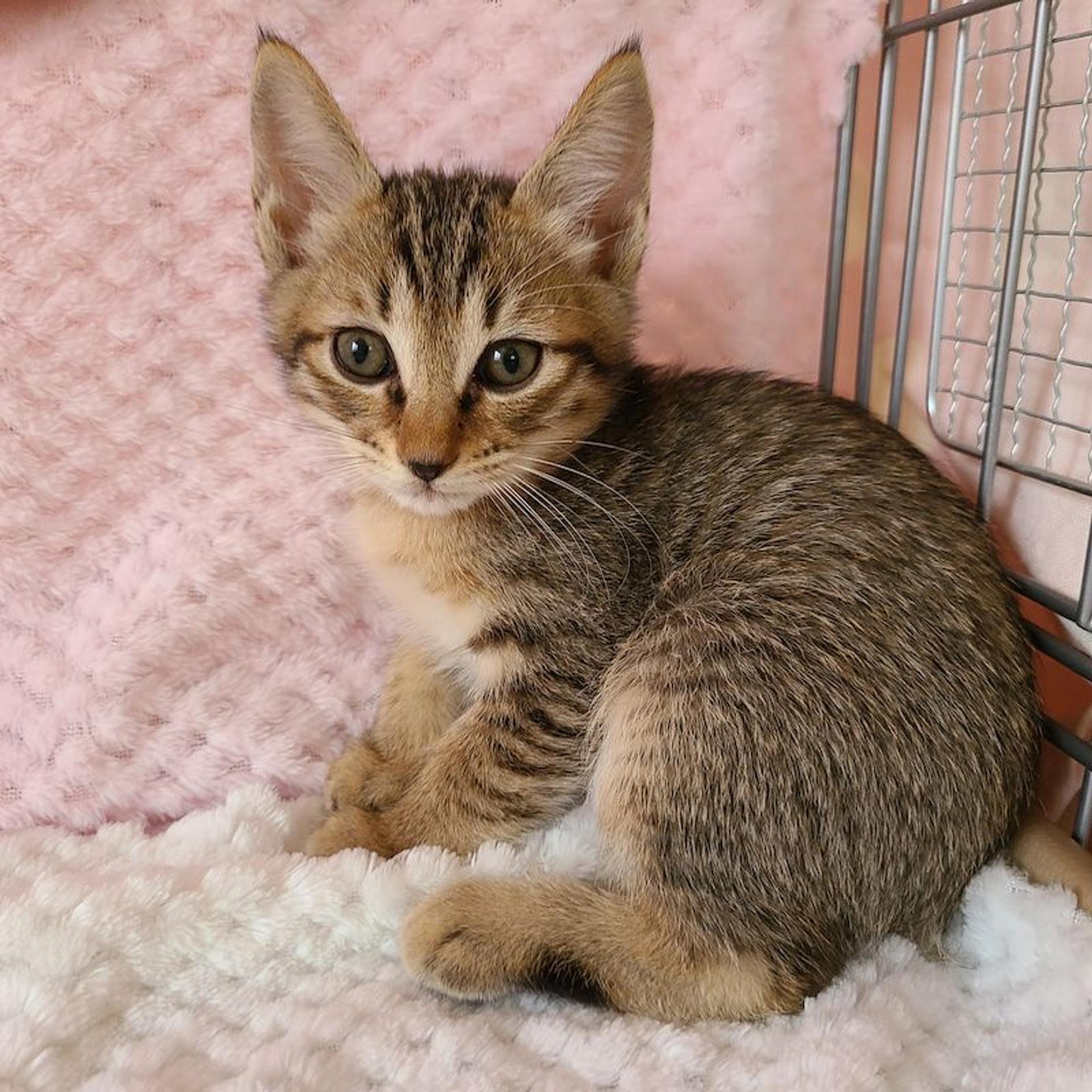 pet-image-3