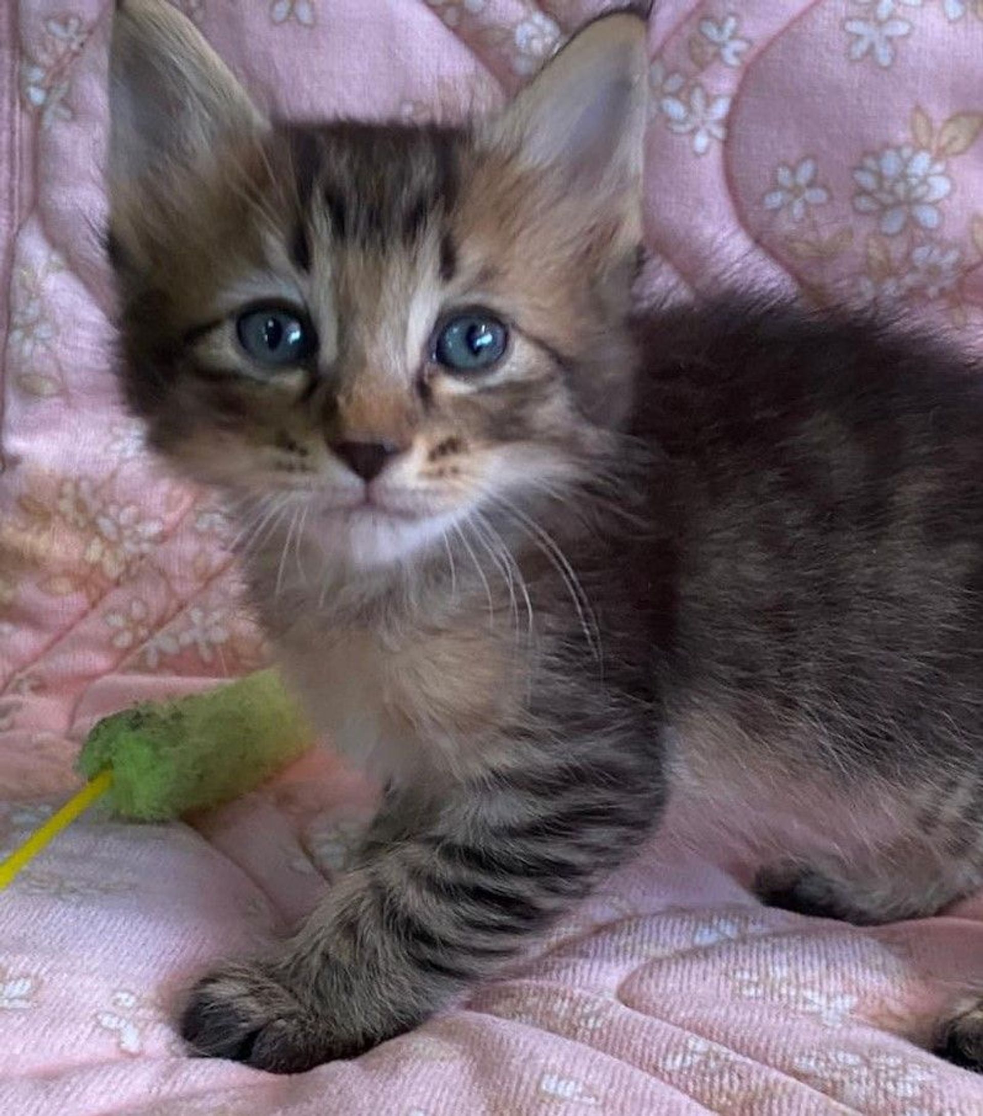 雑種（ミックス猫）・メスの里親募集の写真