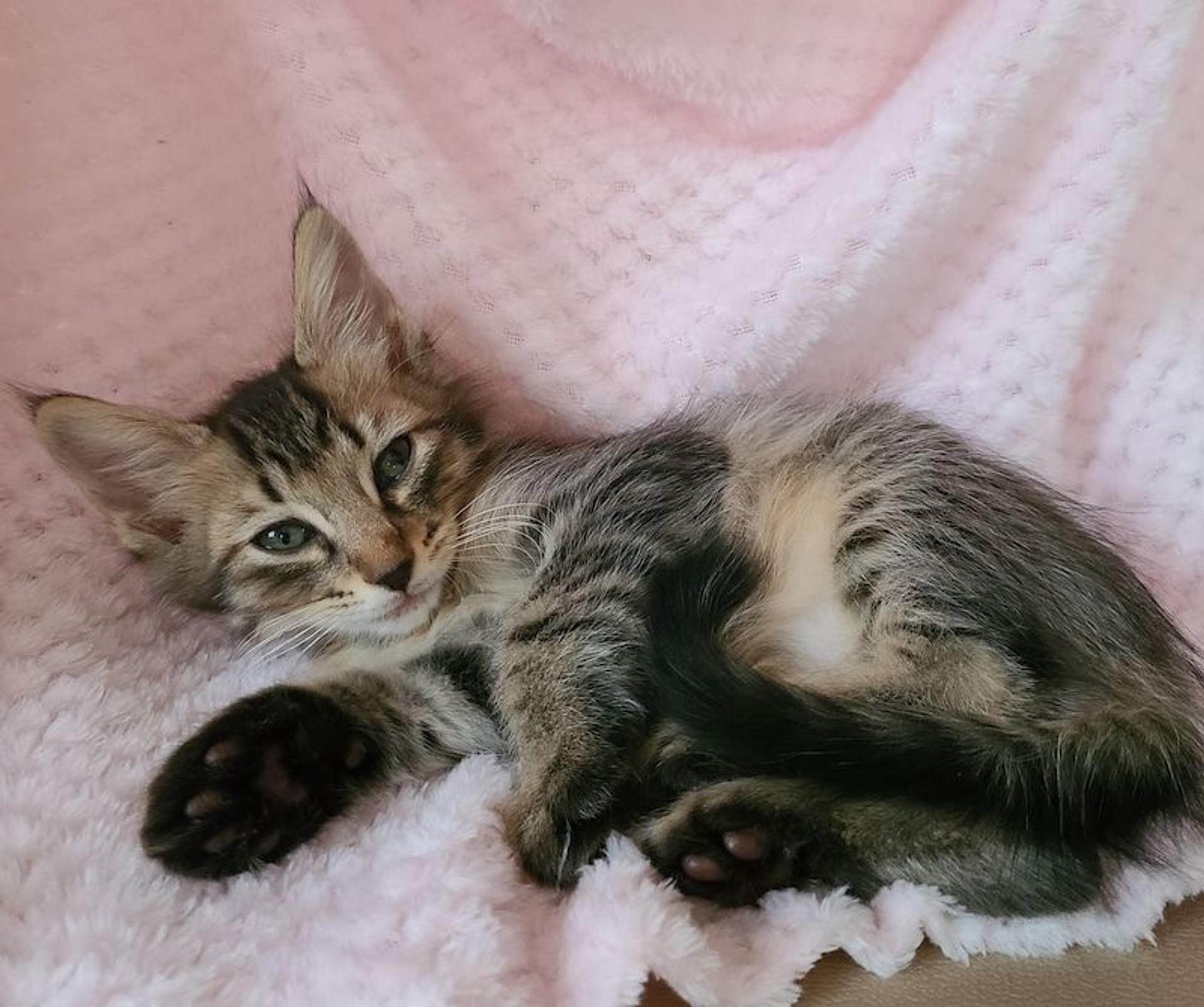 pet-image-4
