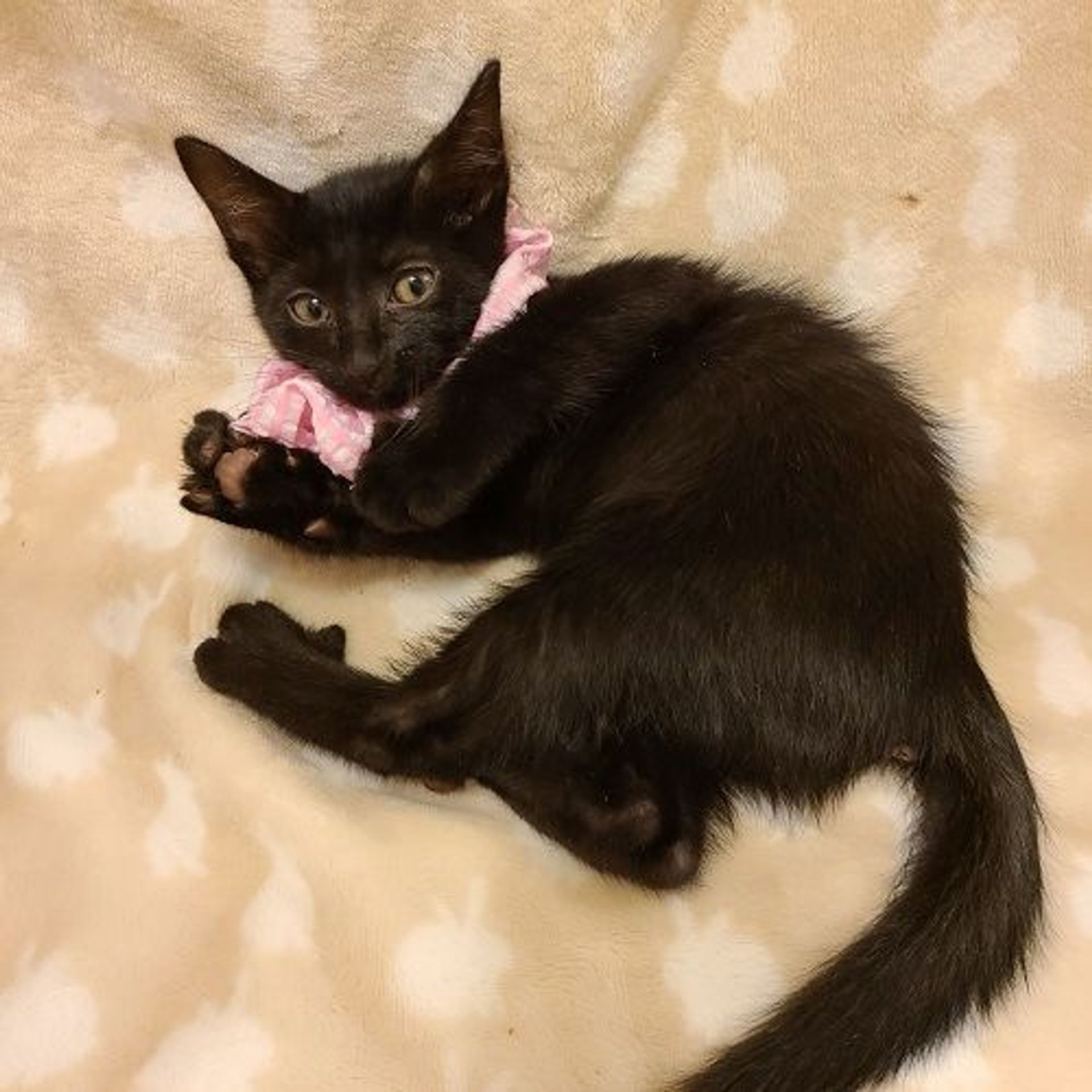雑種（ミックス猫）・メスの里親募集の写真