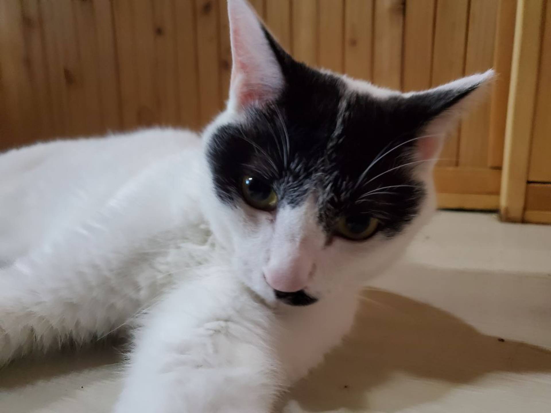 雑種（ミックス猫）・メスの里親募集の写真