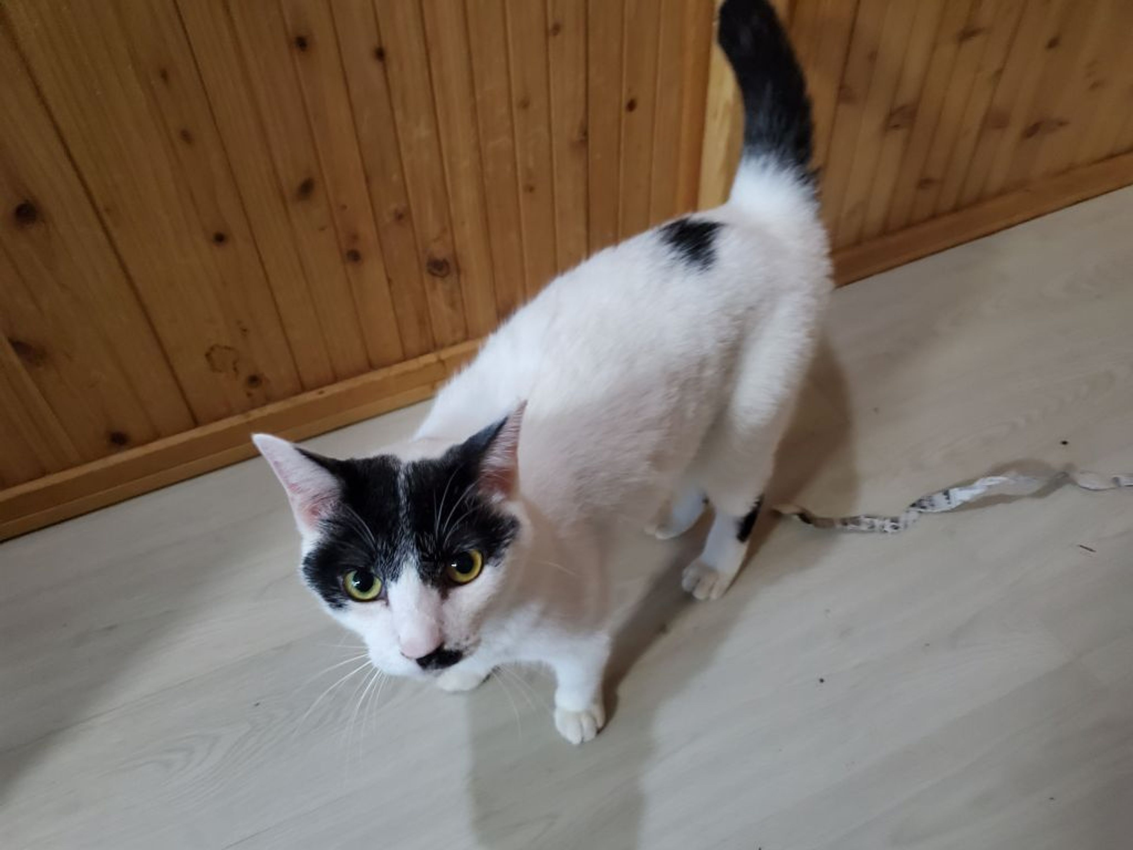 pet-image-3