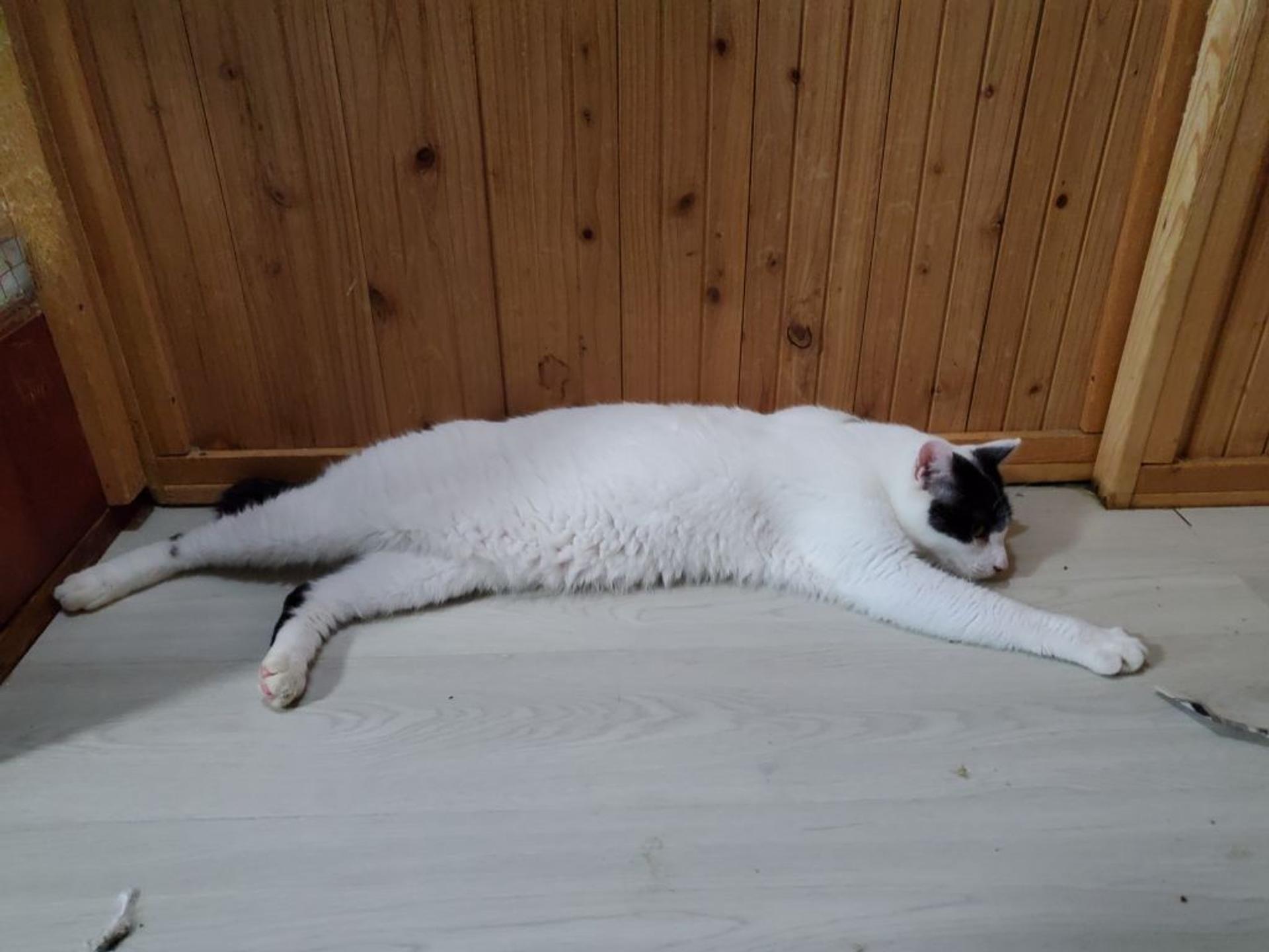 pet-image-4