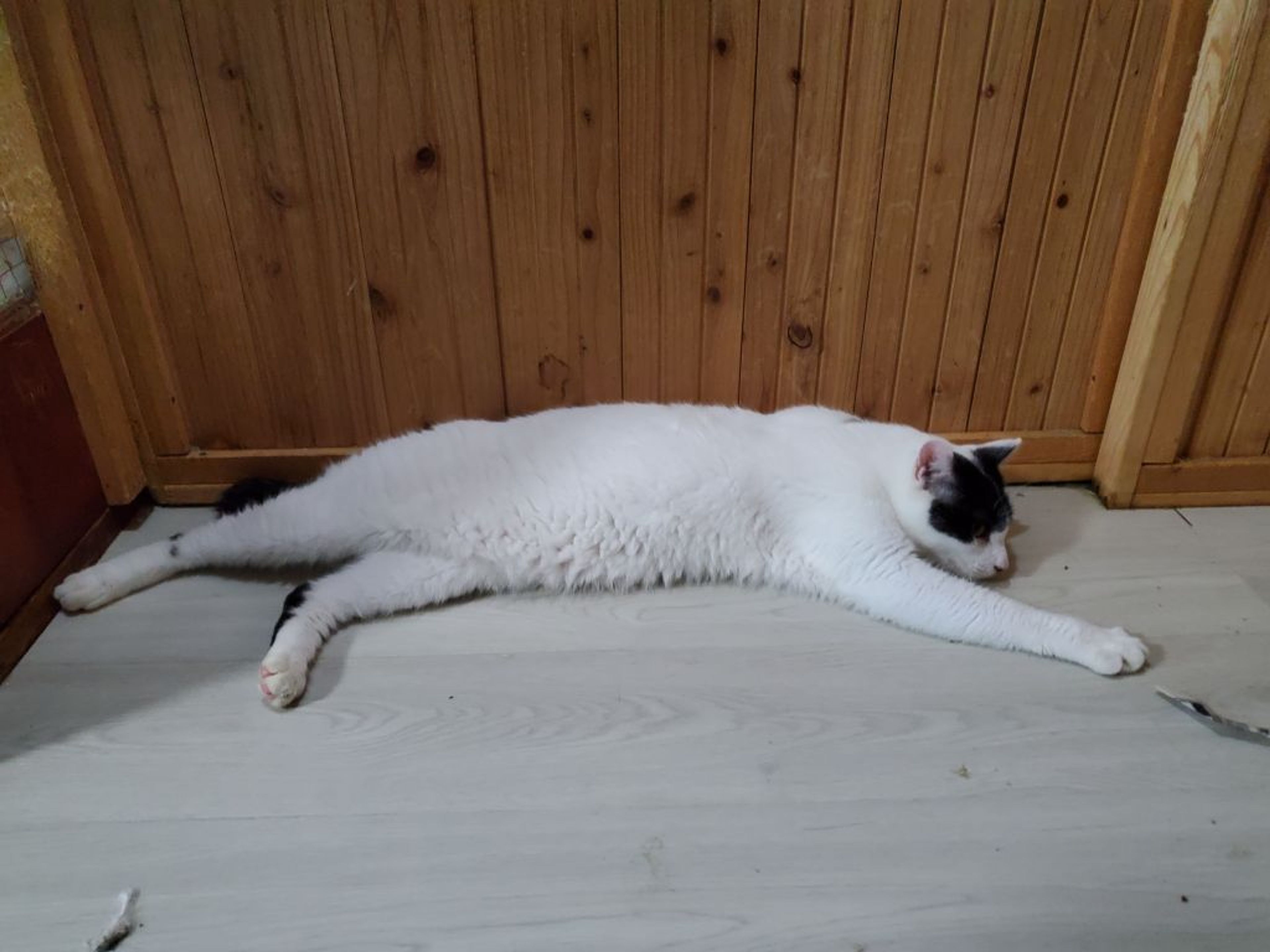 pet-image-4