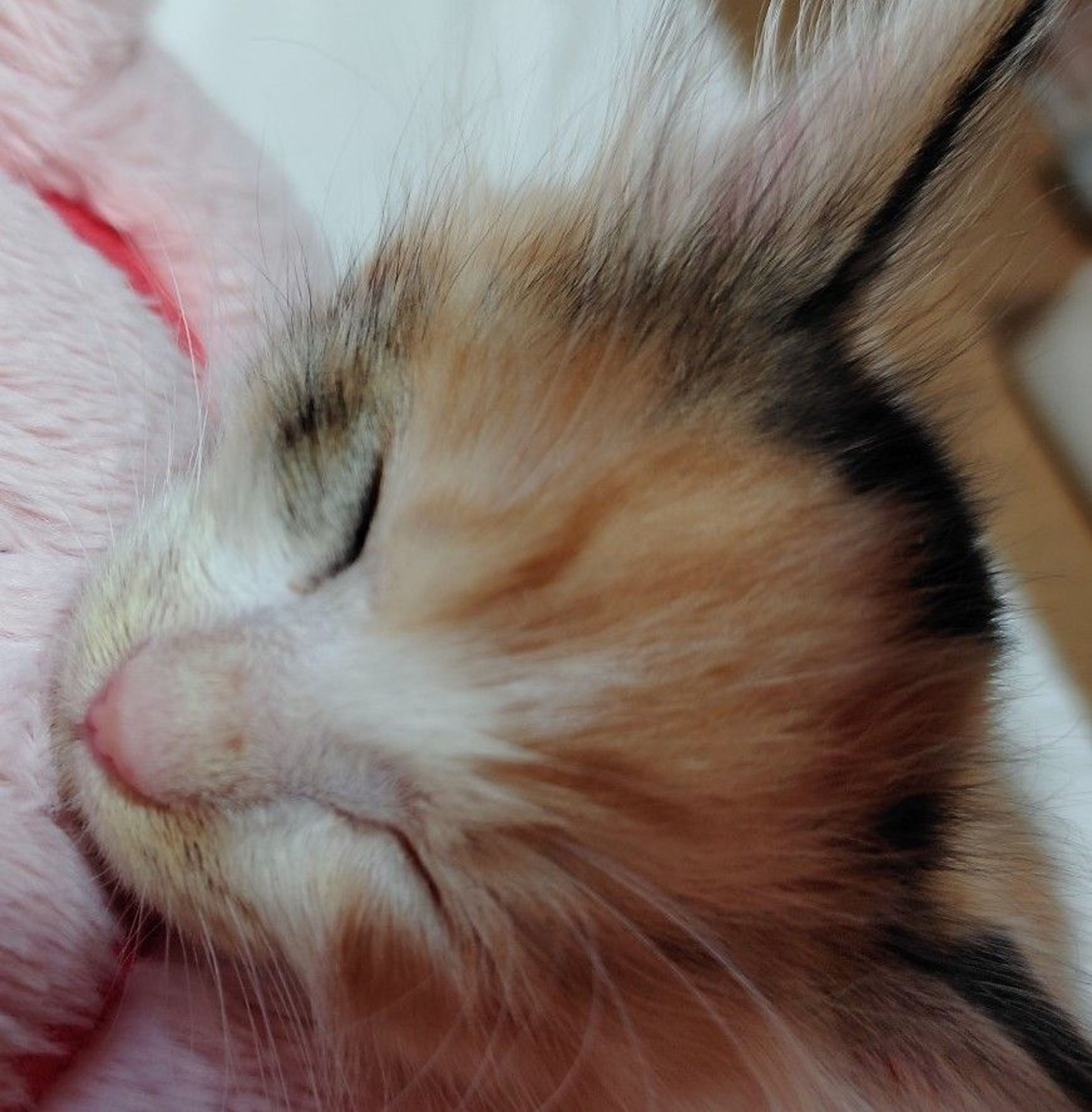 pet-image-4