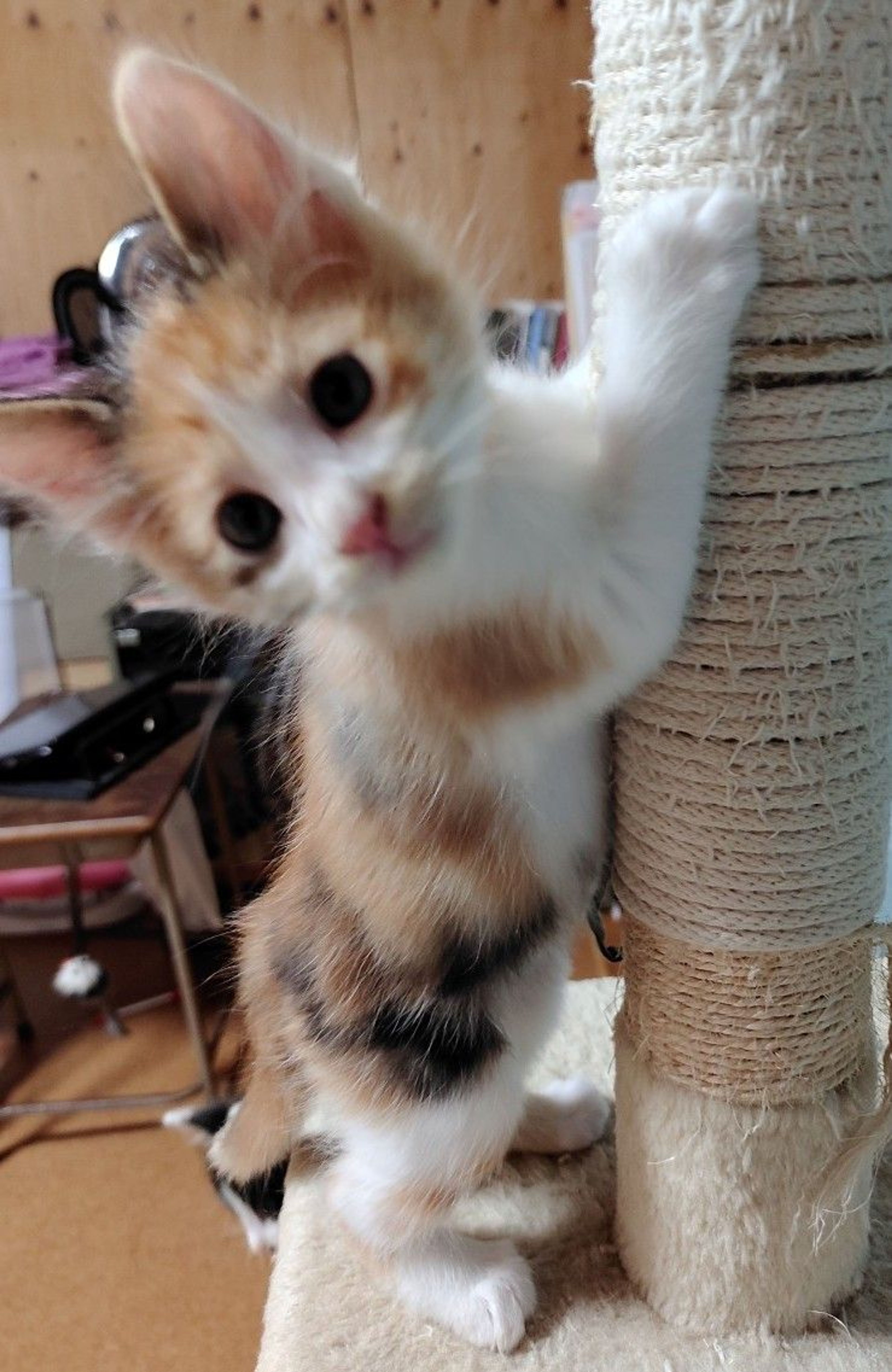 pet-image-5
