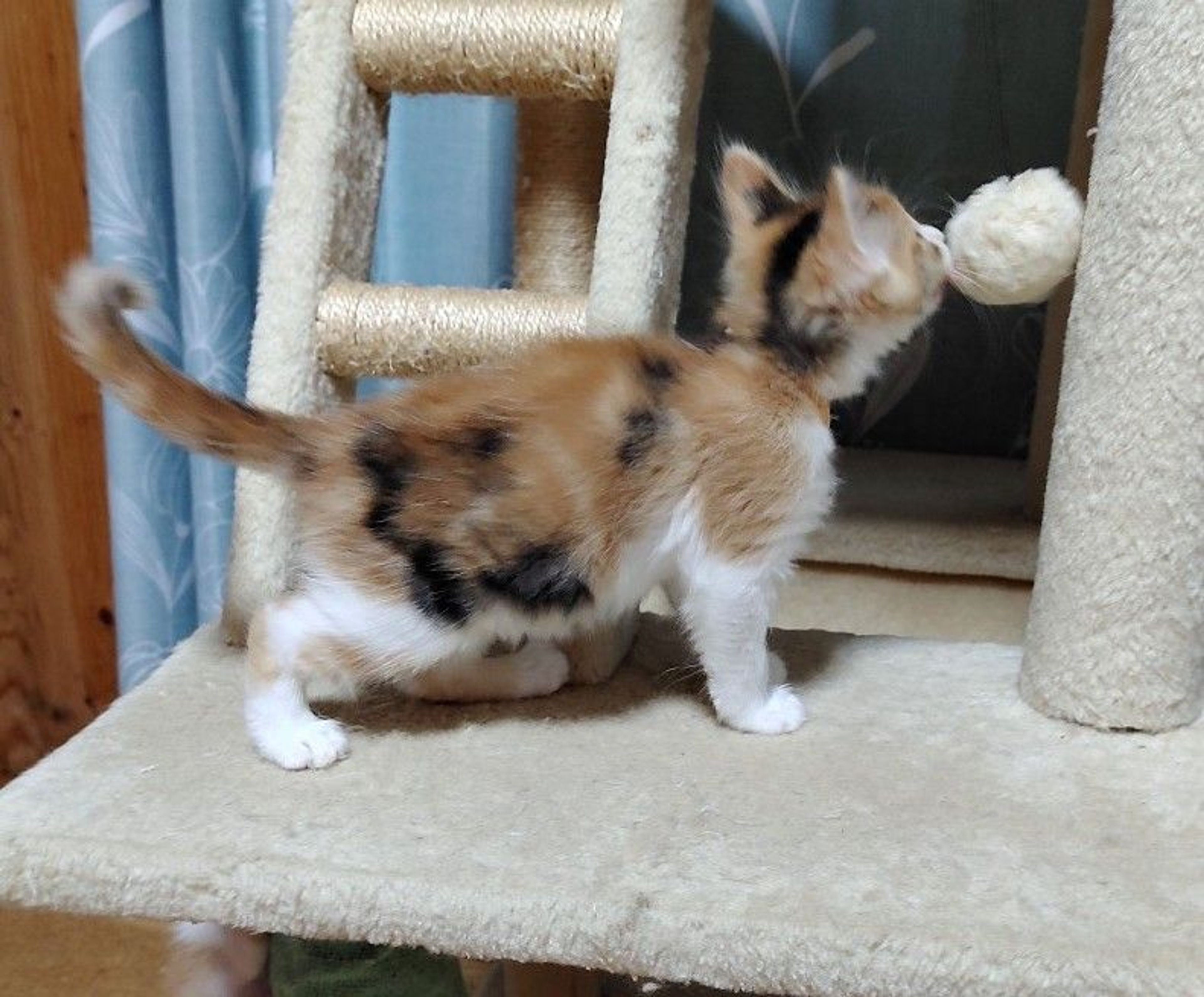 pet-image-6