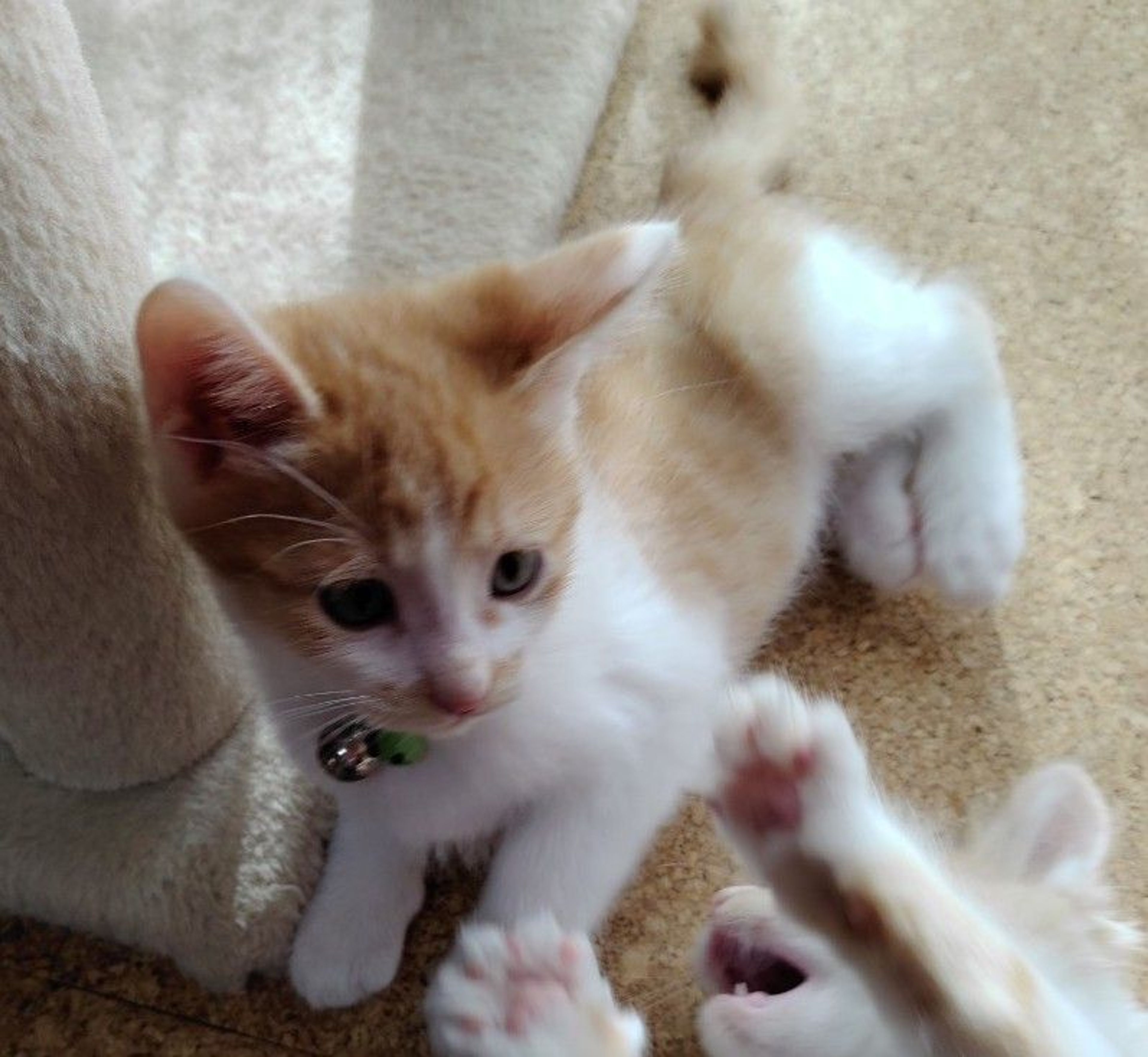 雑種（ミックス猫）・オスの里親募集の写真