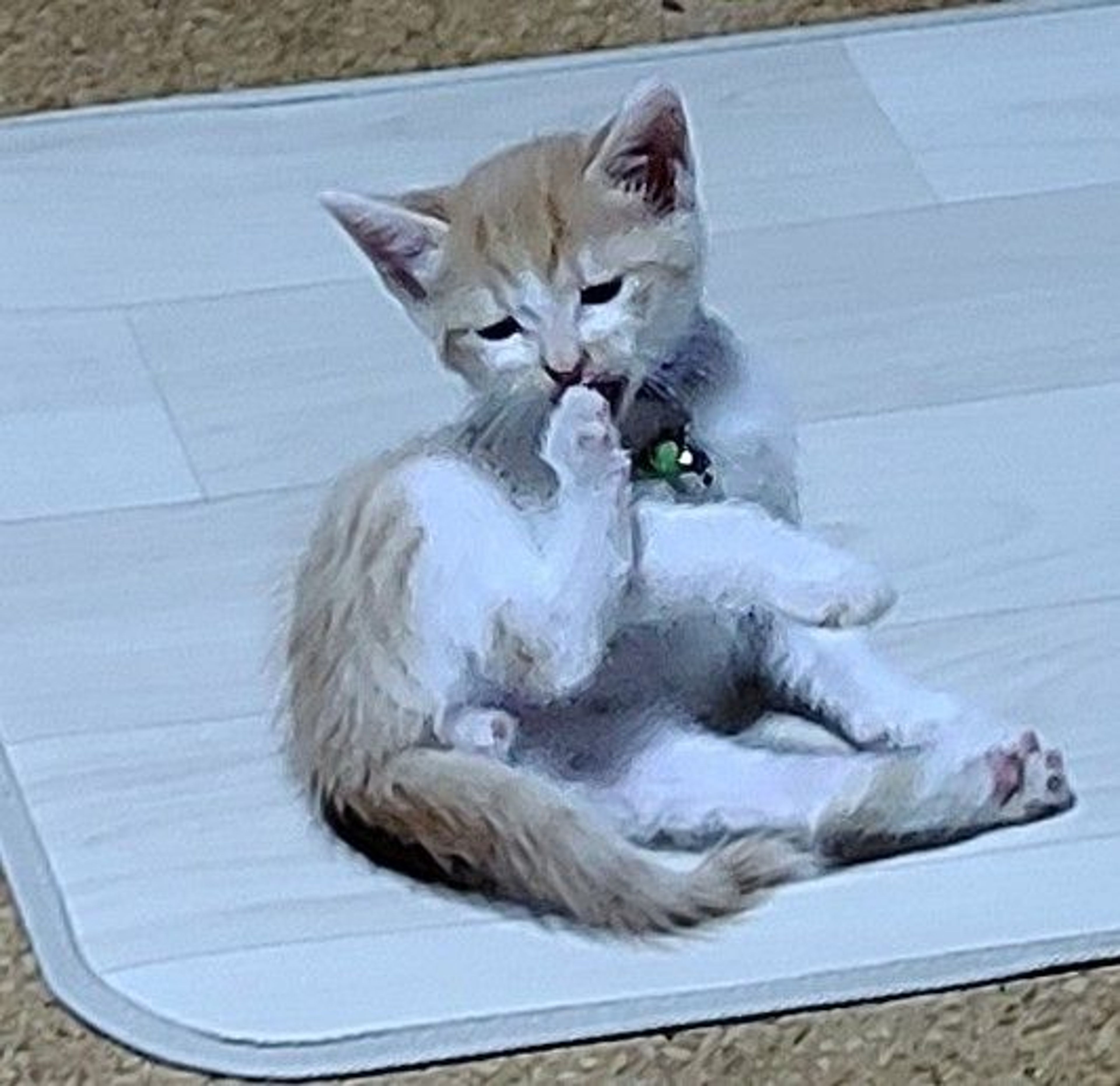pet-image-2