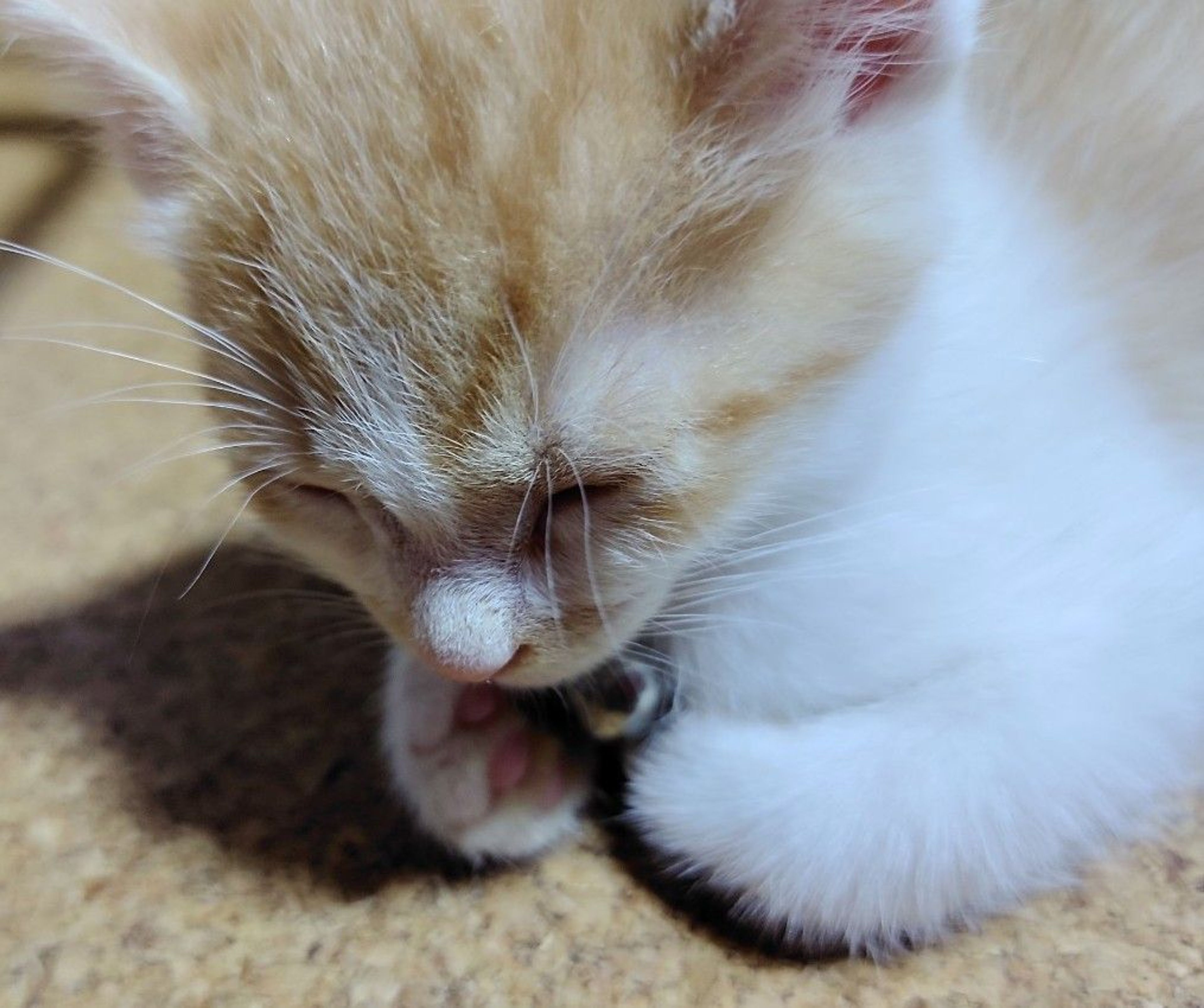 pet-image-3
