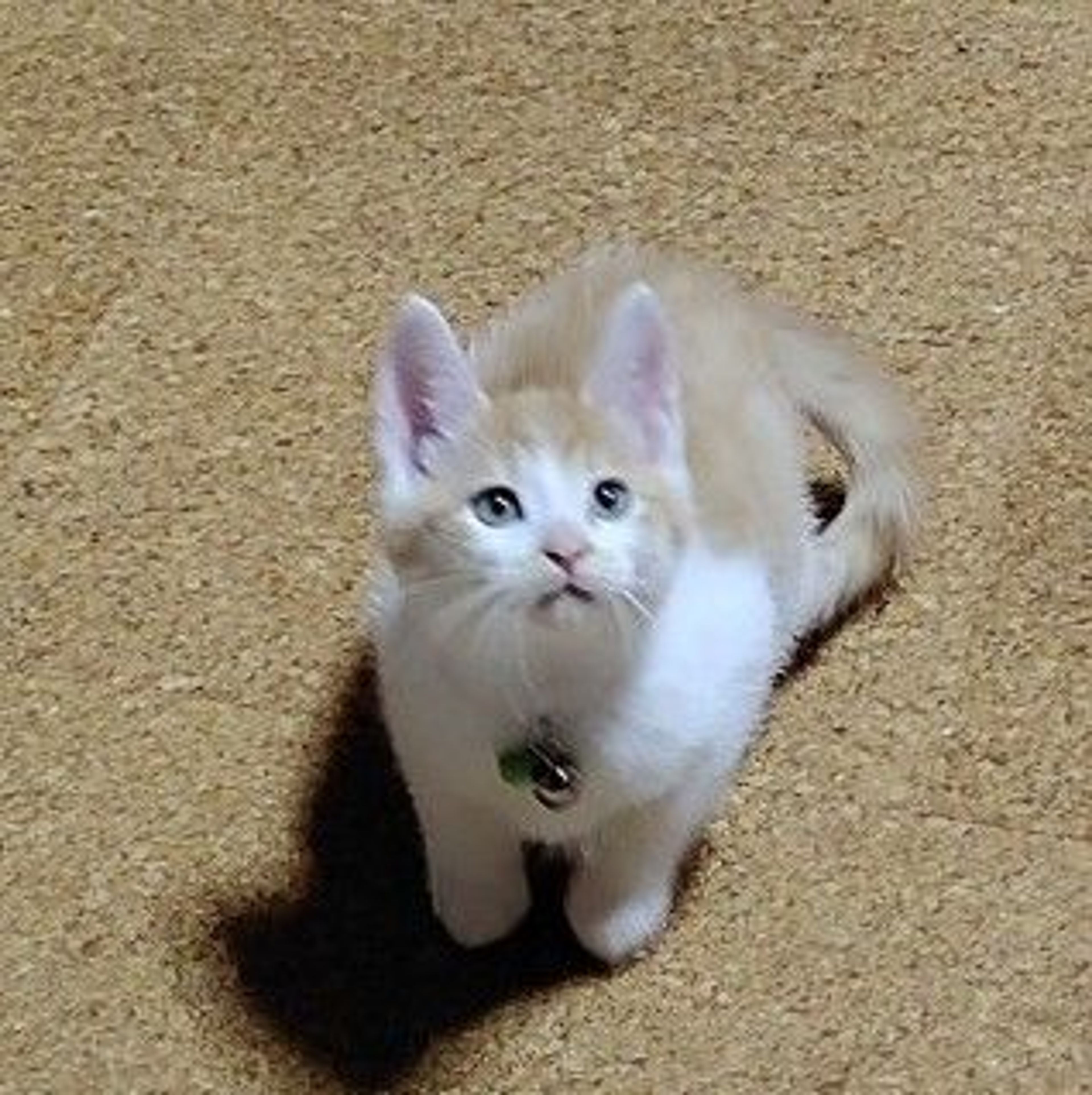 pet-image-5